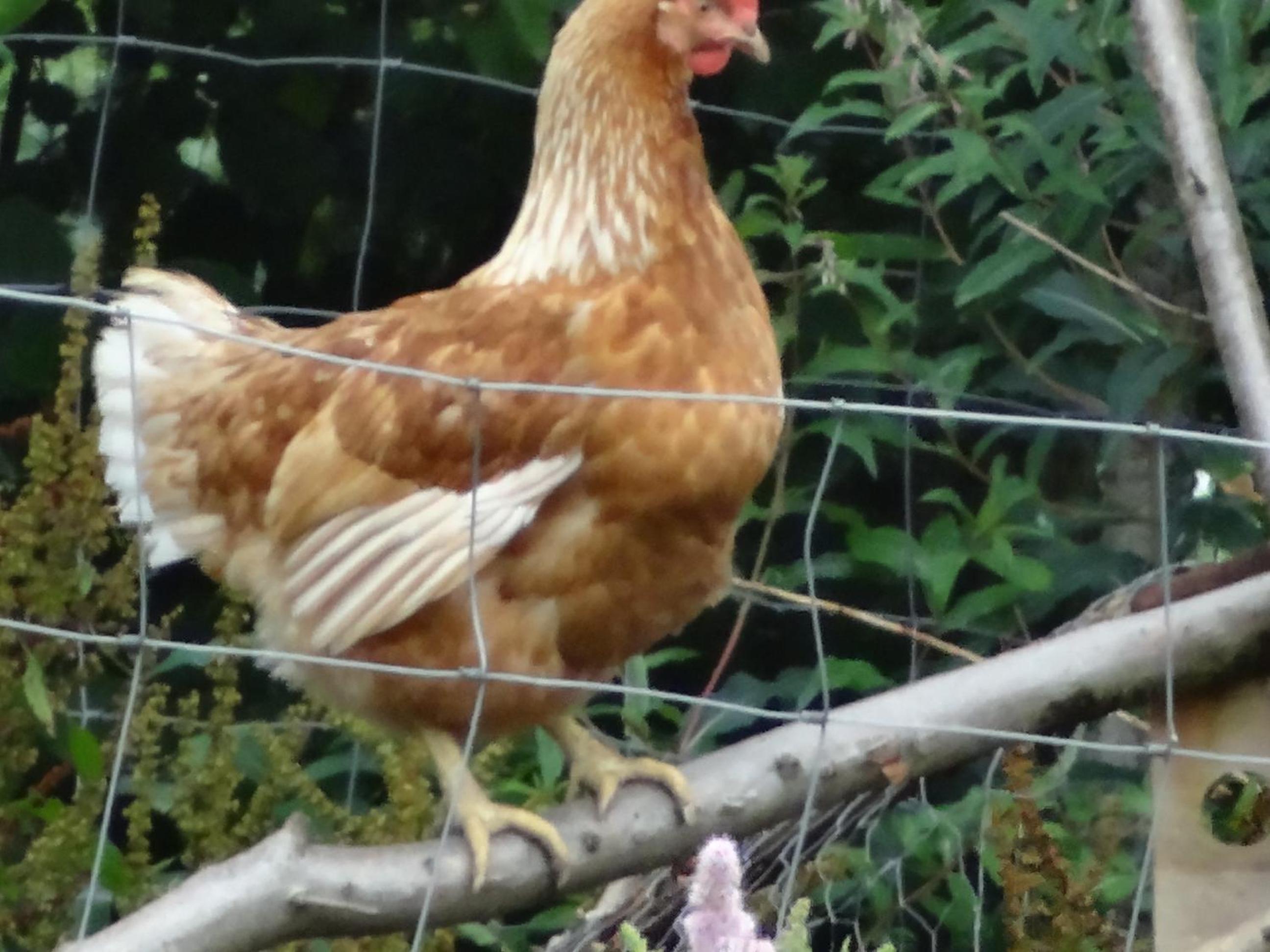 La Fermette Blanche