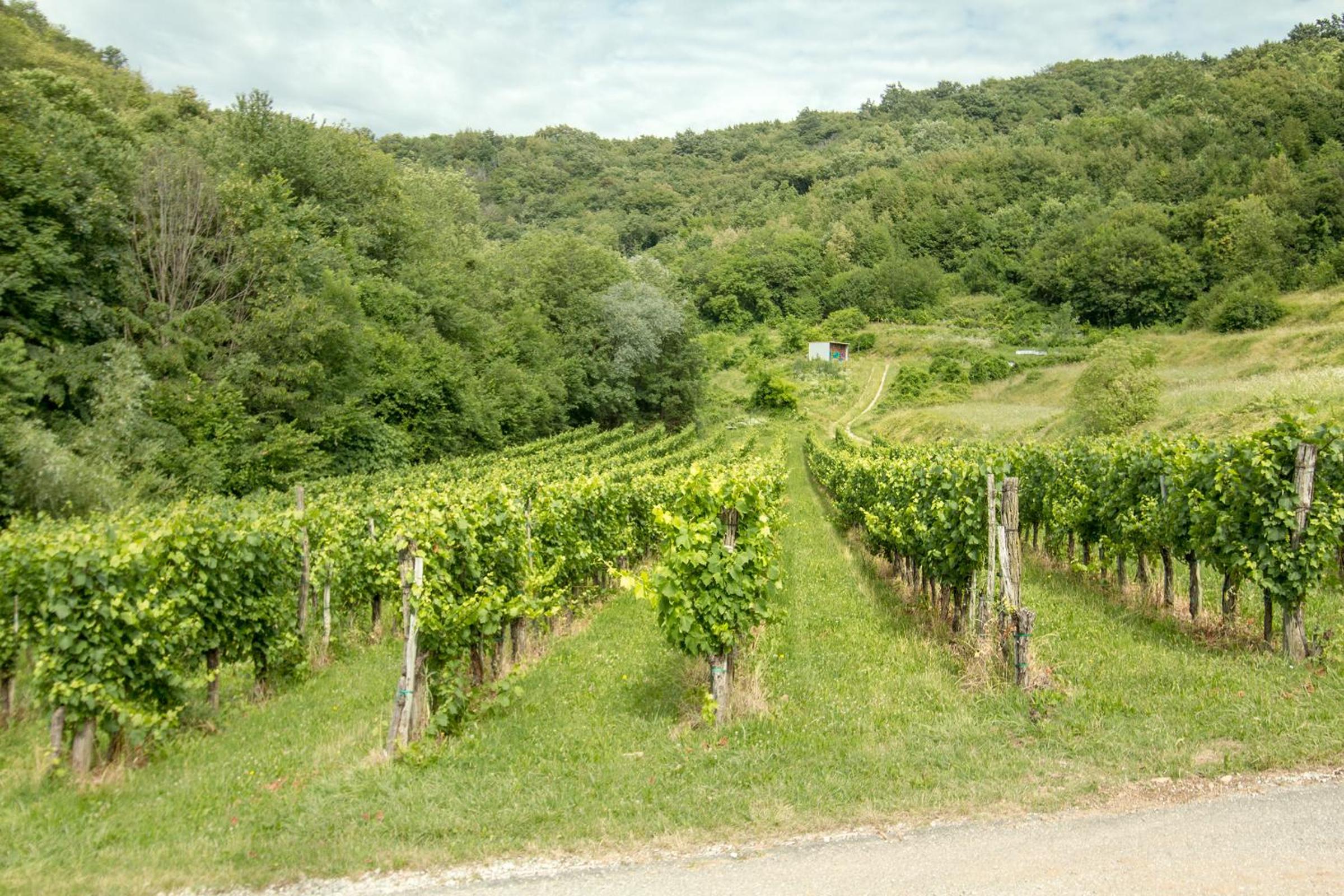 Turistična kmetija Štanfel view 4