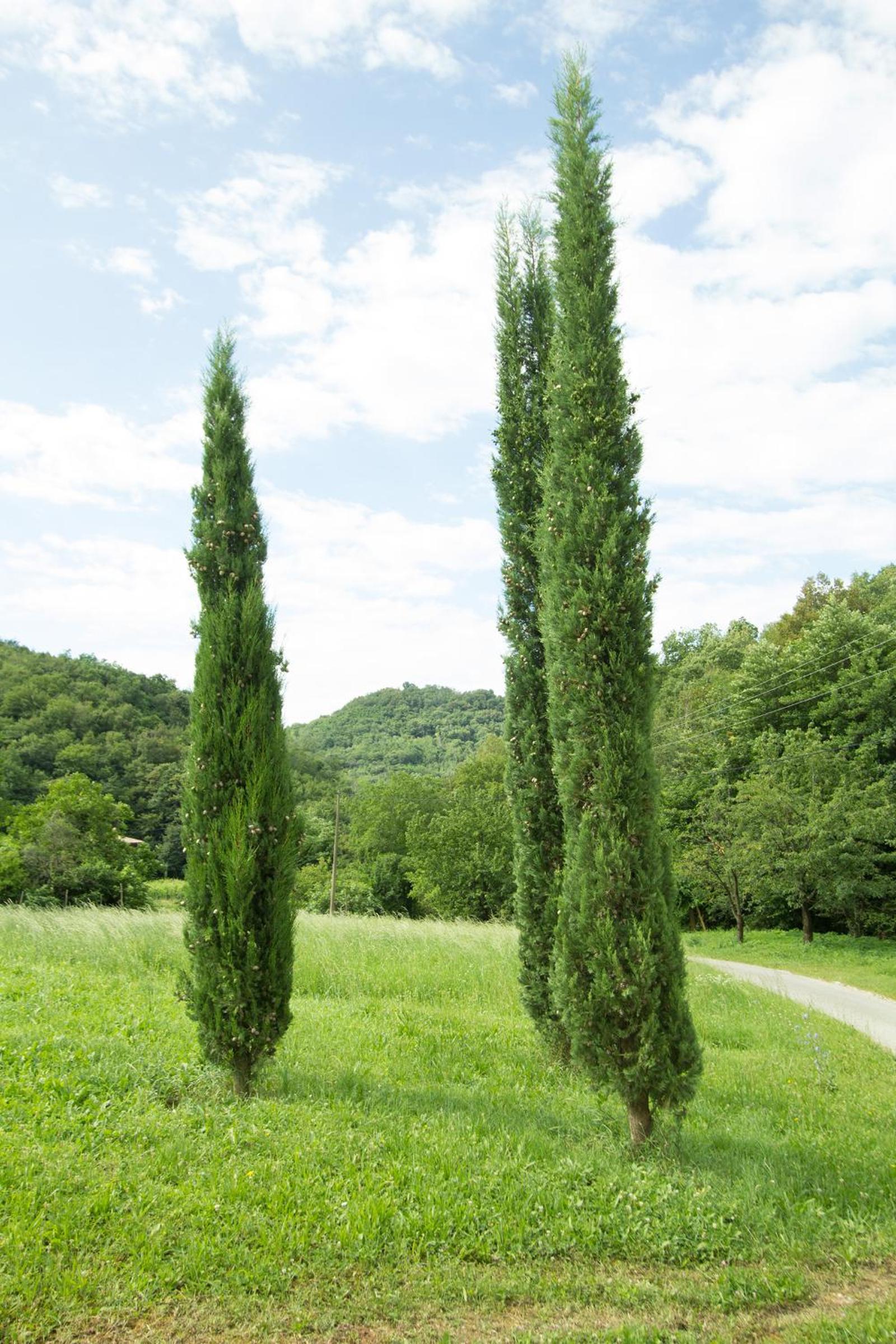 Turistična kmetija Štanfel view 2