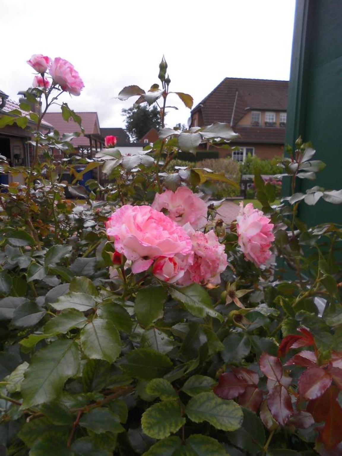 Photo 71