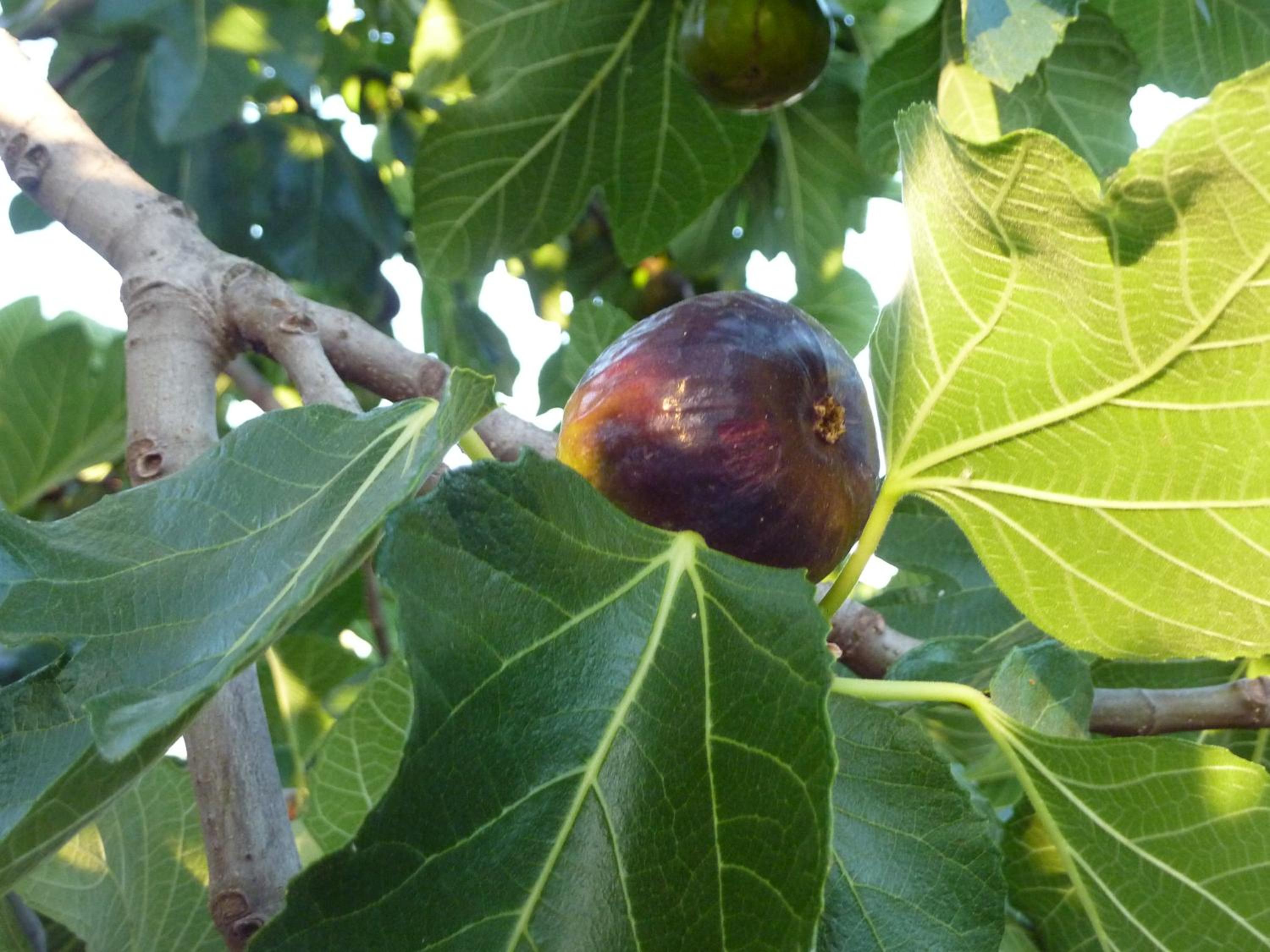 Agriturismo Bocci
