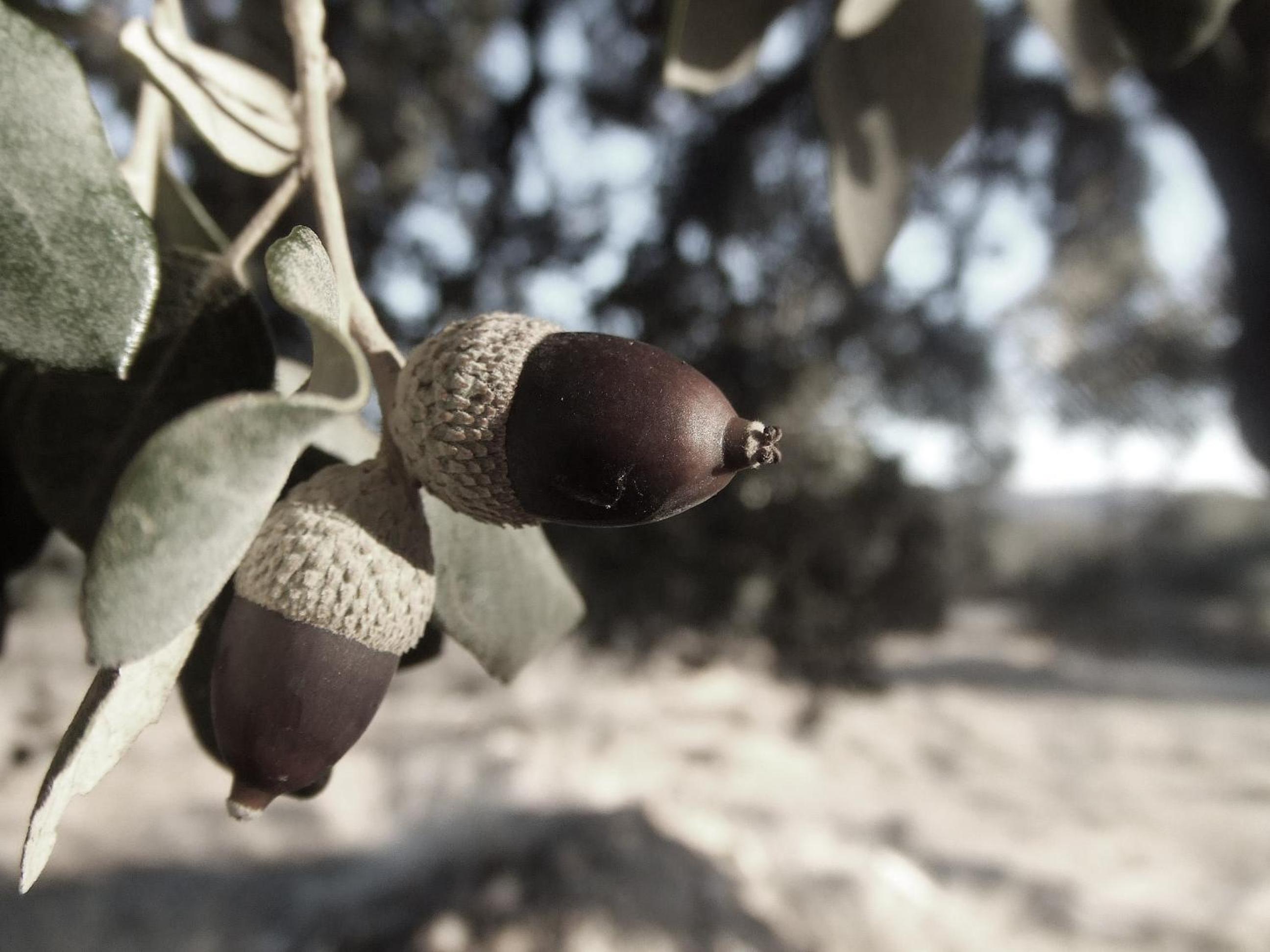 Photo 43