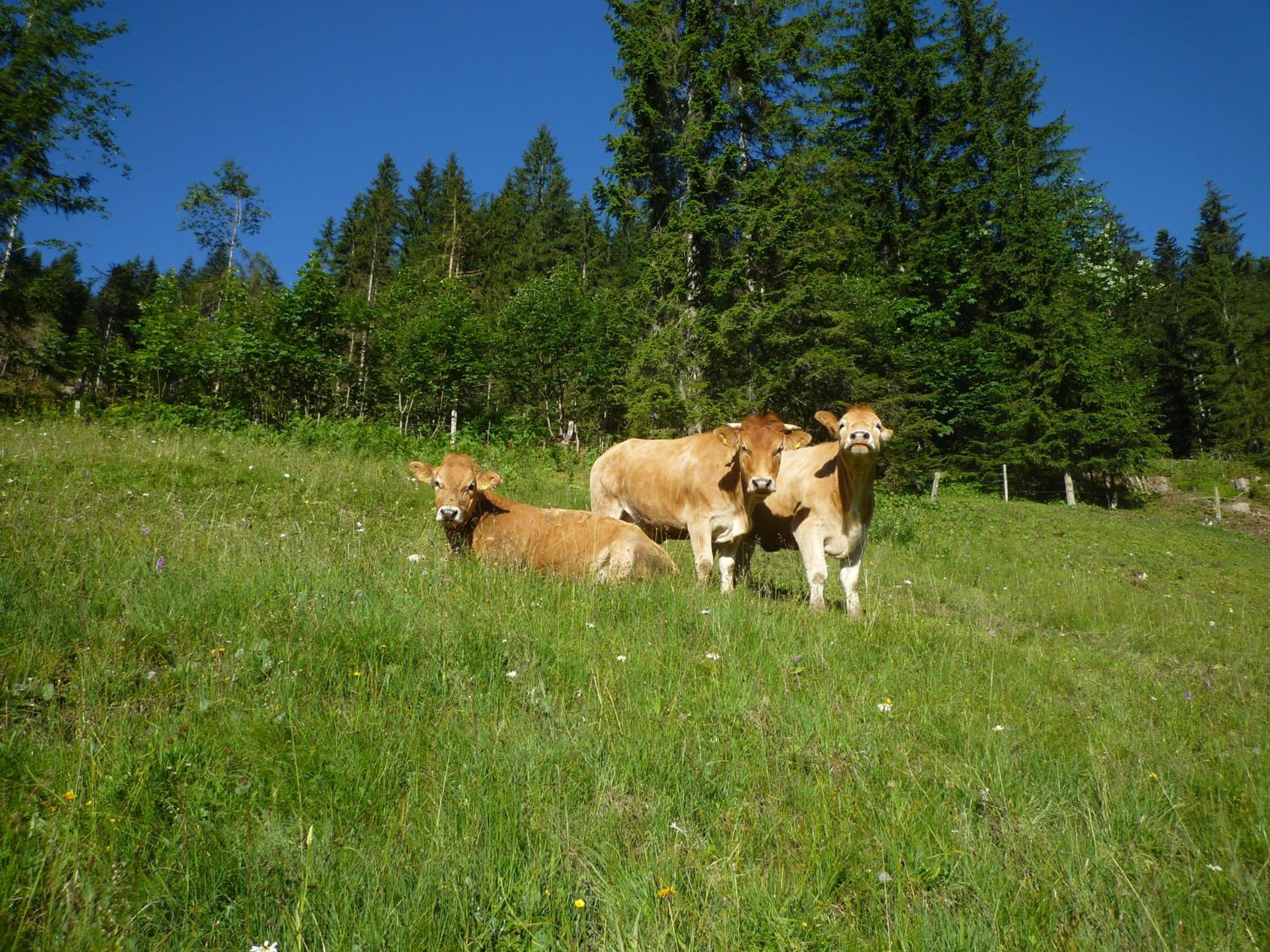 Forsterhof