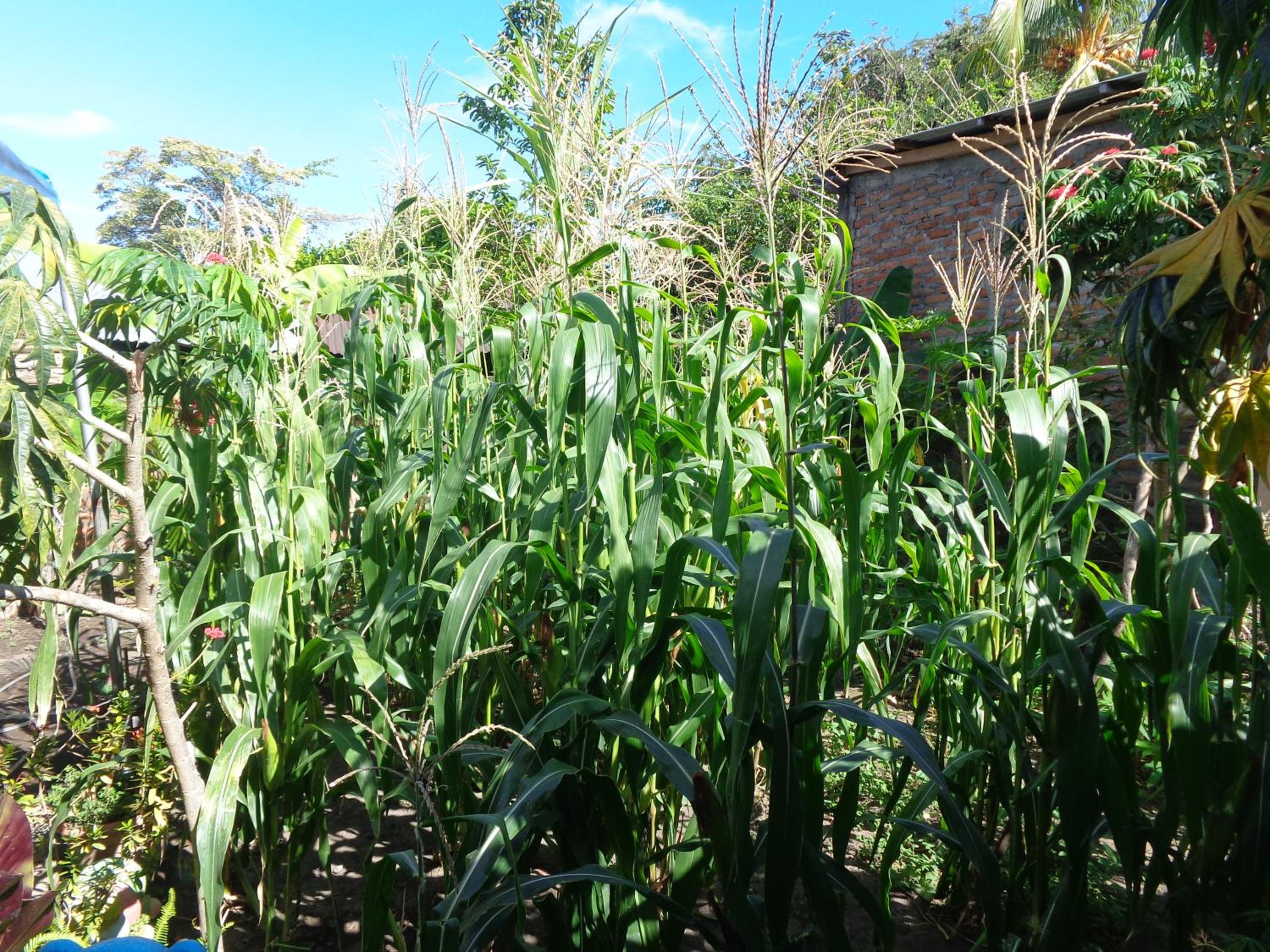 Photo 41