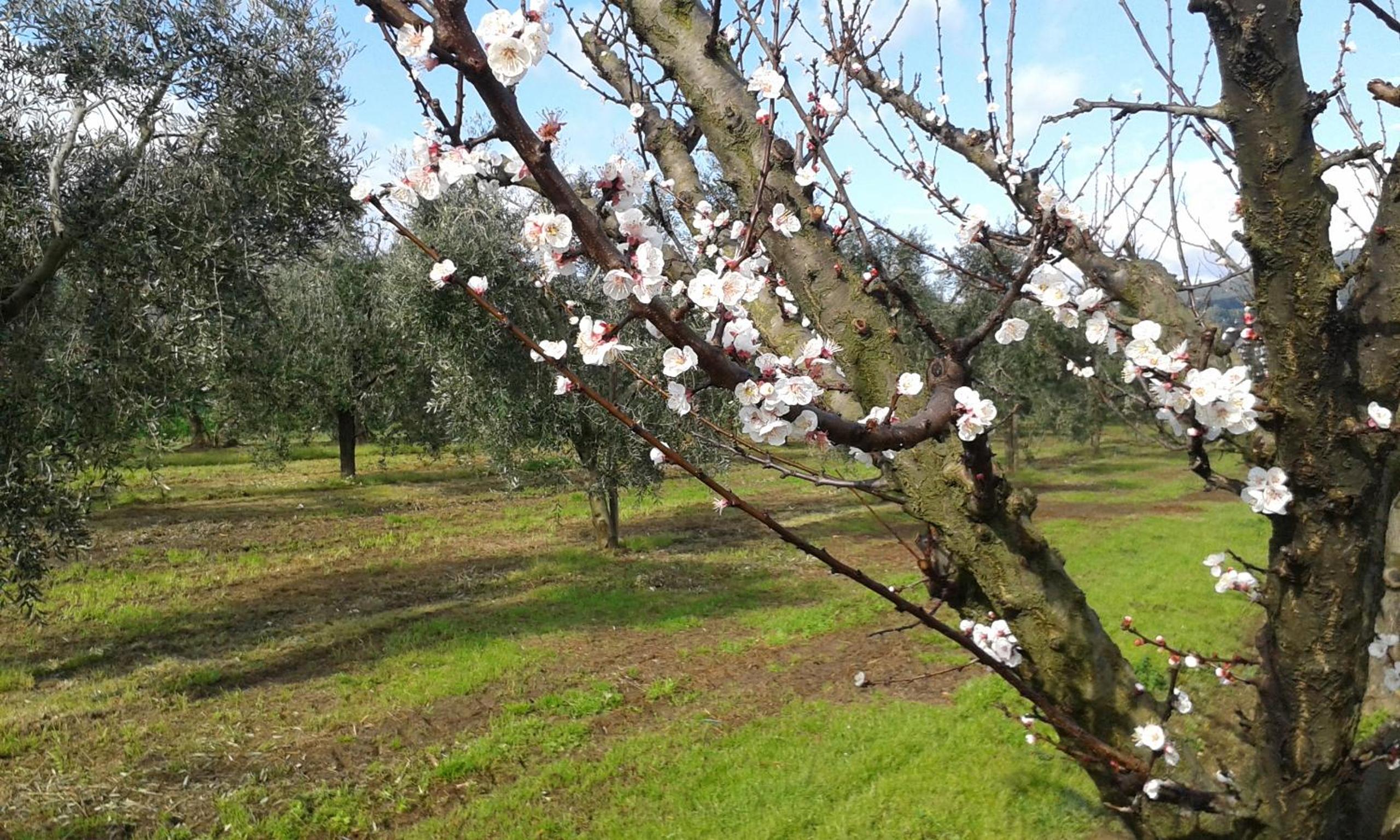 Agriturismo Bocci