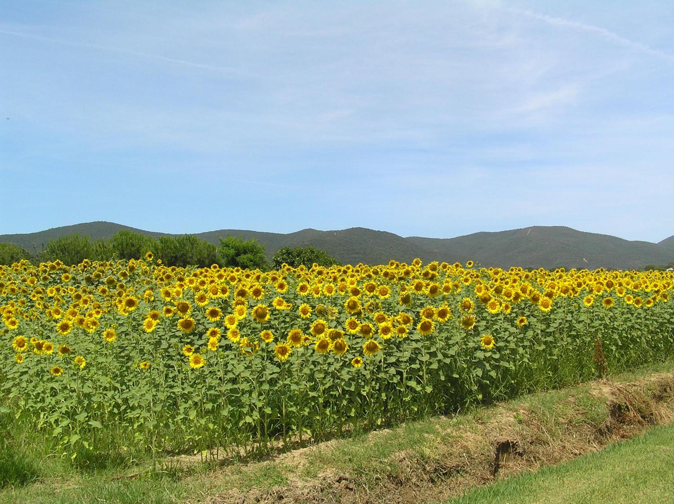 Agriturismo Bocci