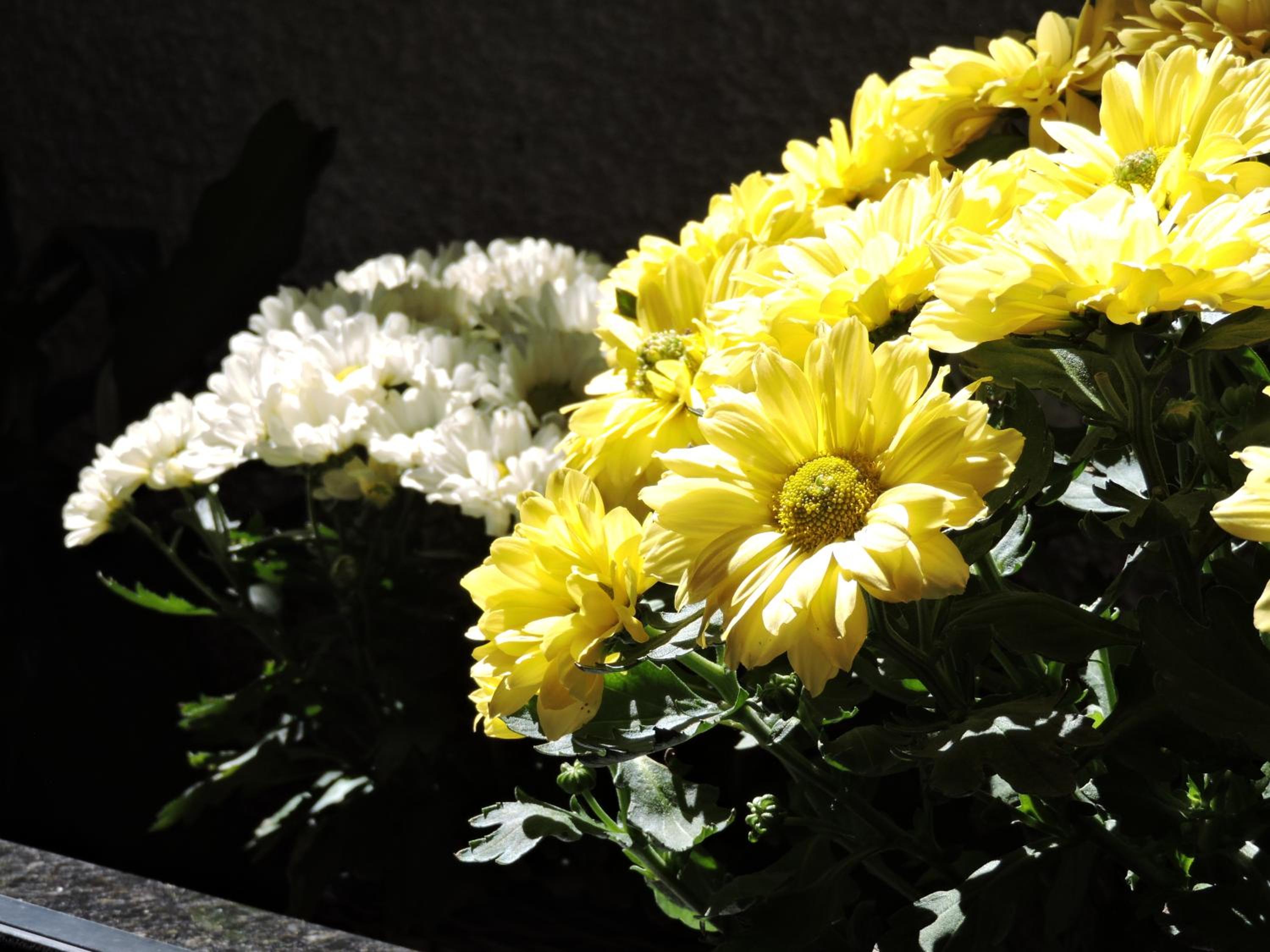 Photo 50