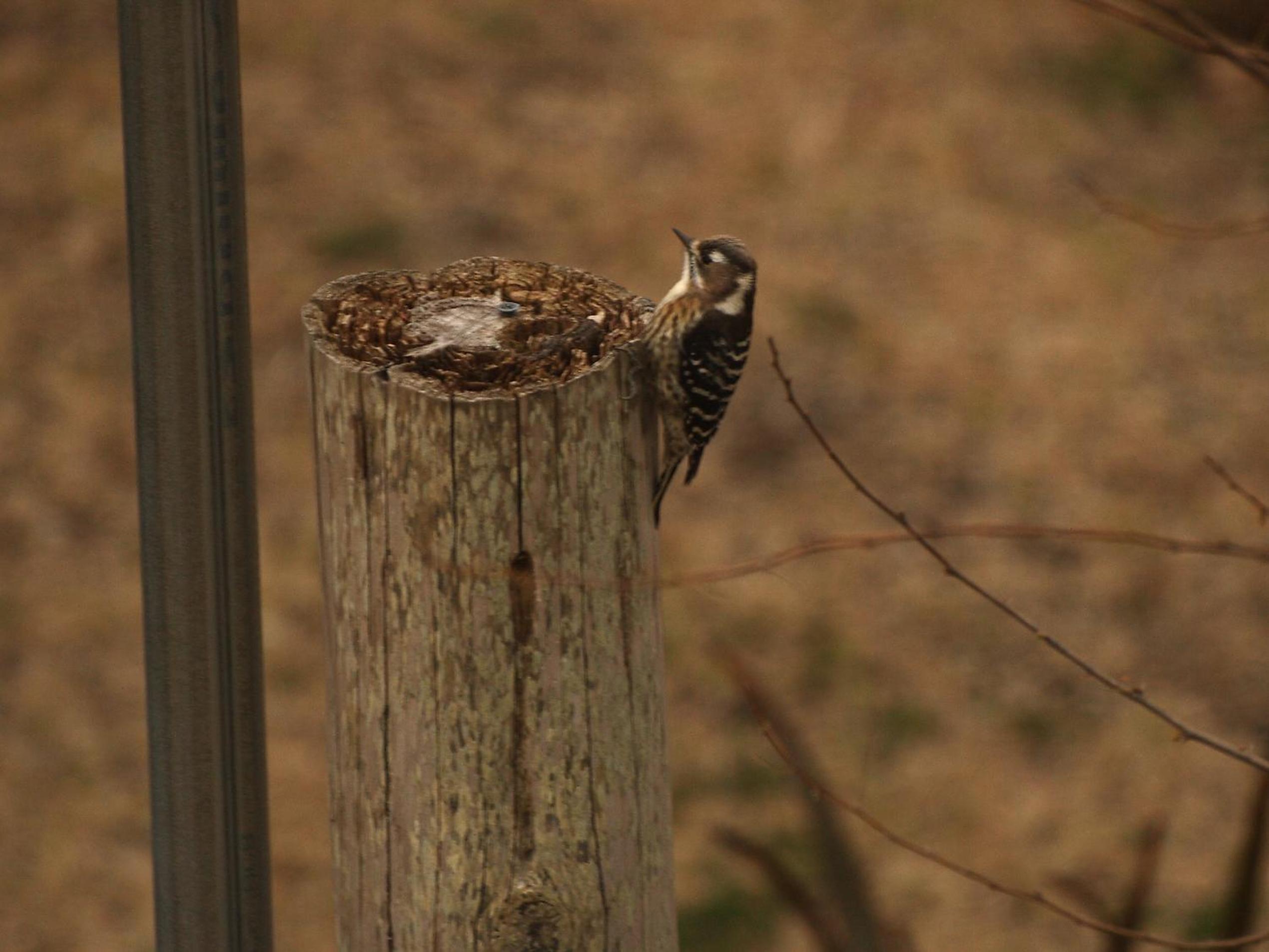 Photo 40