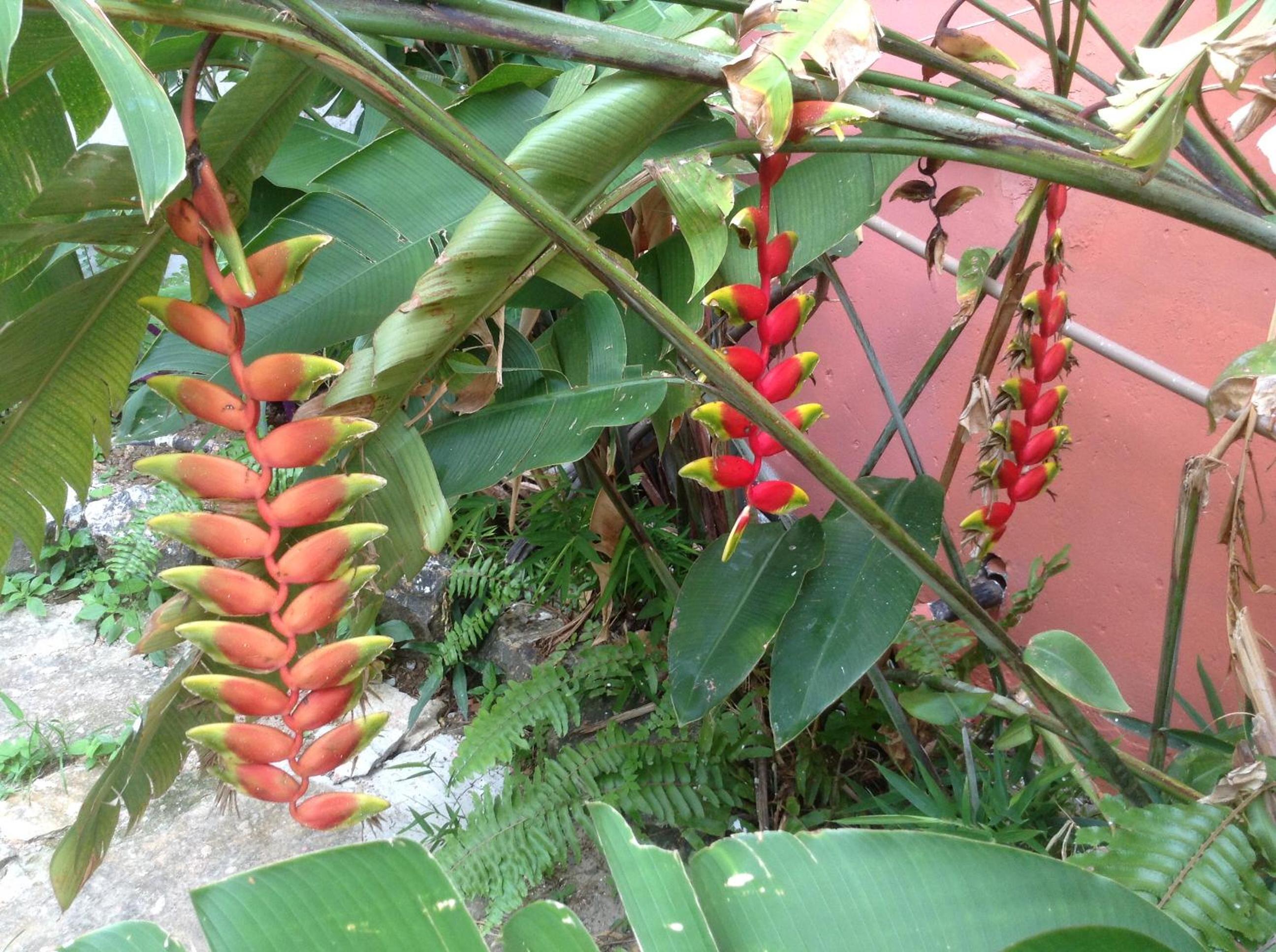 Red Arara
