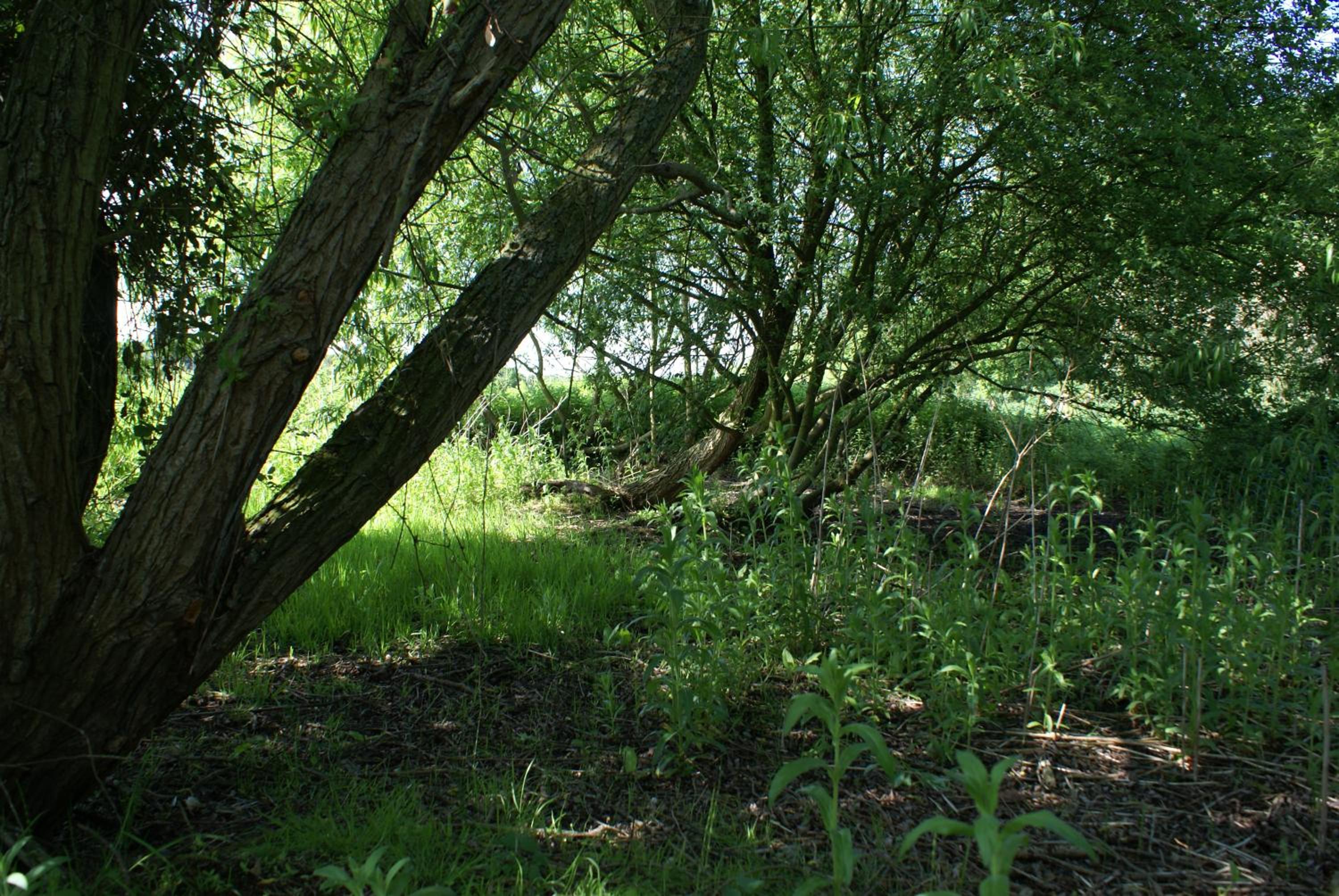 Watercress Barns