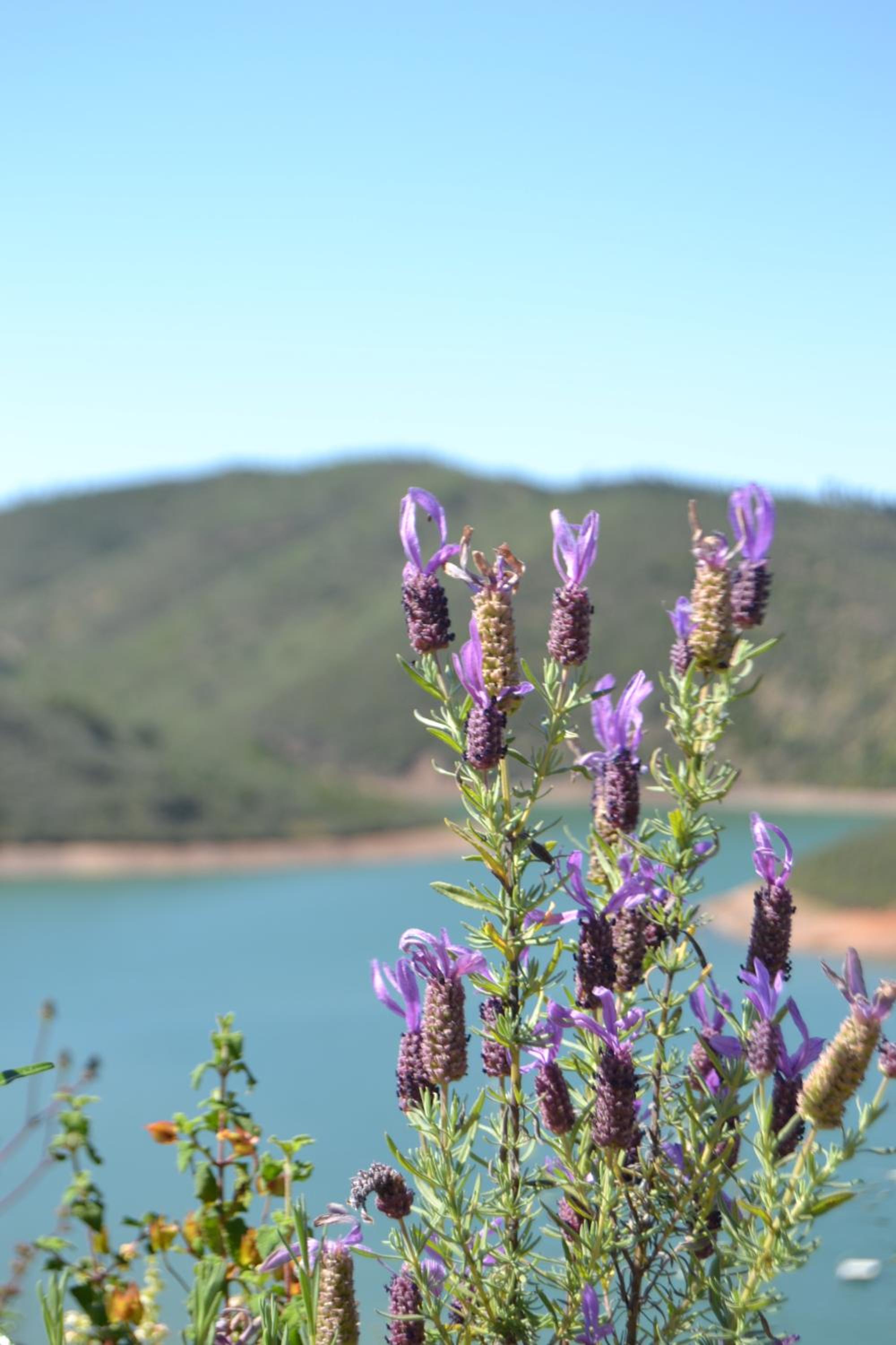 Vale Fuzeiros Nature Guest House