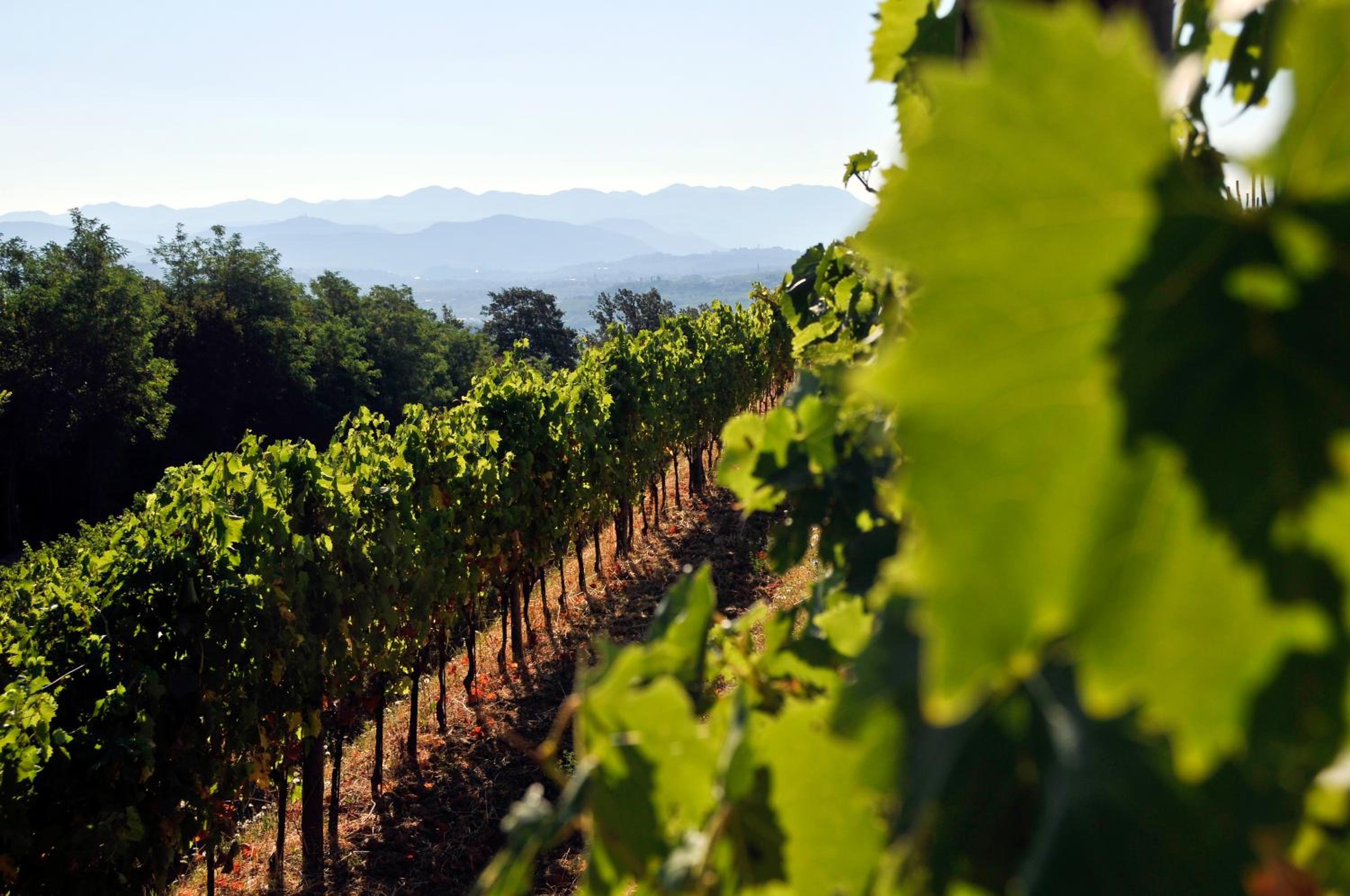 Tenuta Perusini