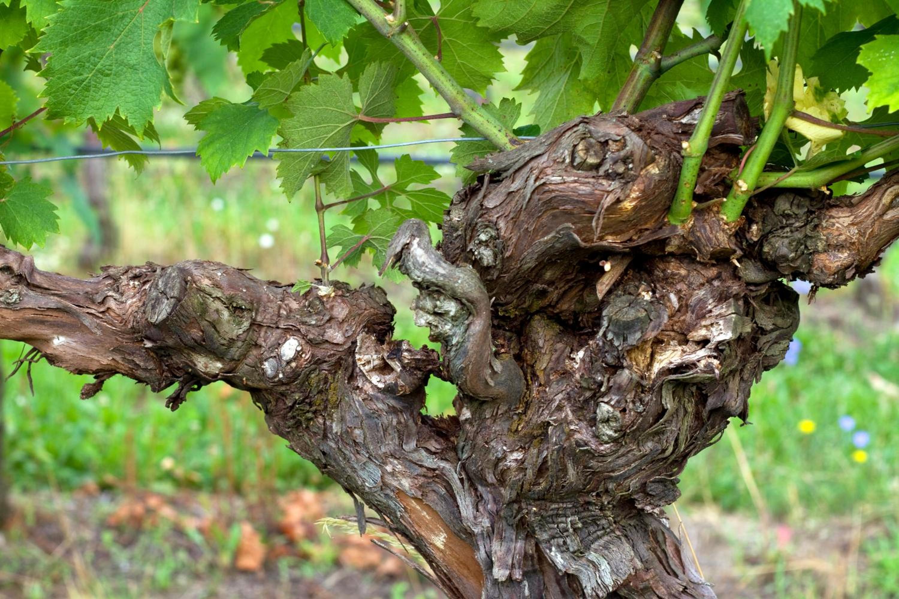 Tenuta Perusini