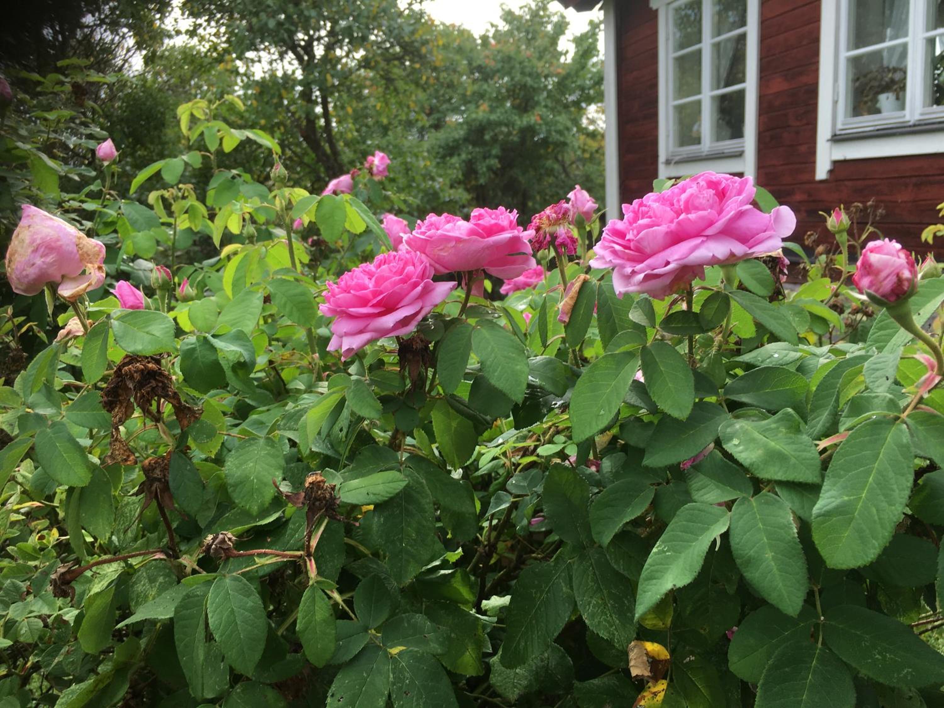 Thorstorps Gård B&B