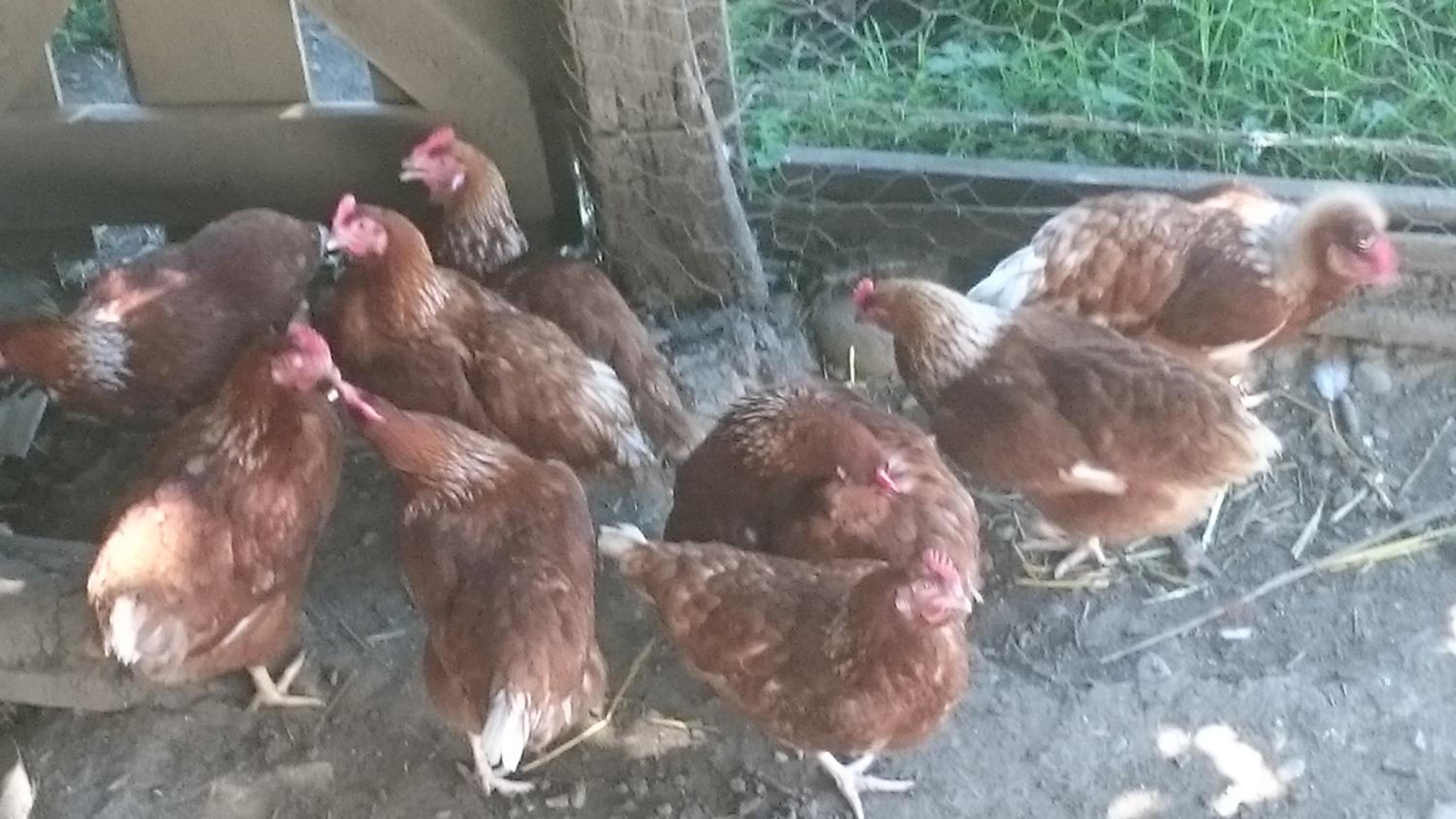 ERLEBNISBAUERNHOF Steinerhof in Kärnten