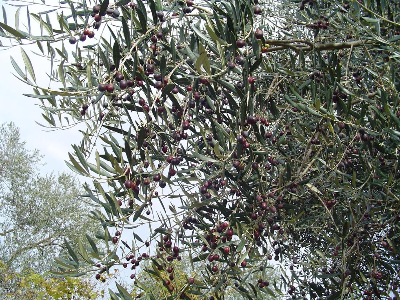 Agriturismo Sorripe view 5