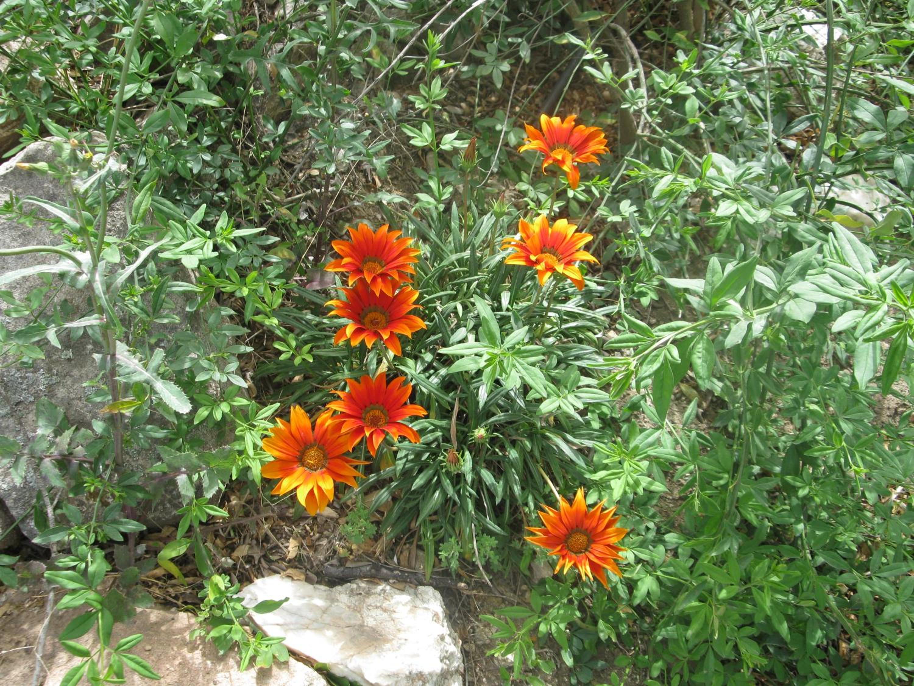 Peperina Lago Los Molinos