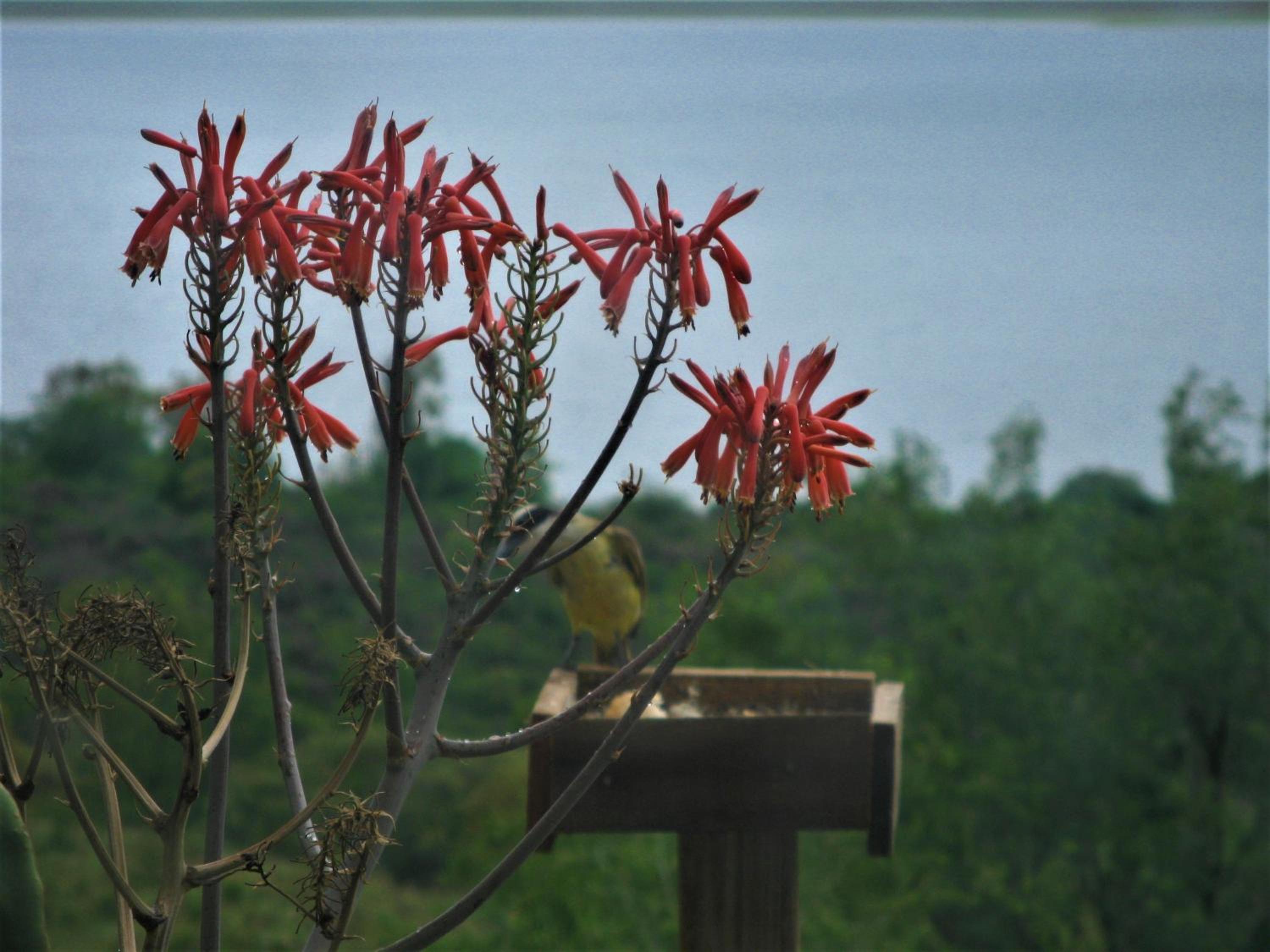 Peperina Lago Los Molinos