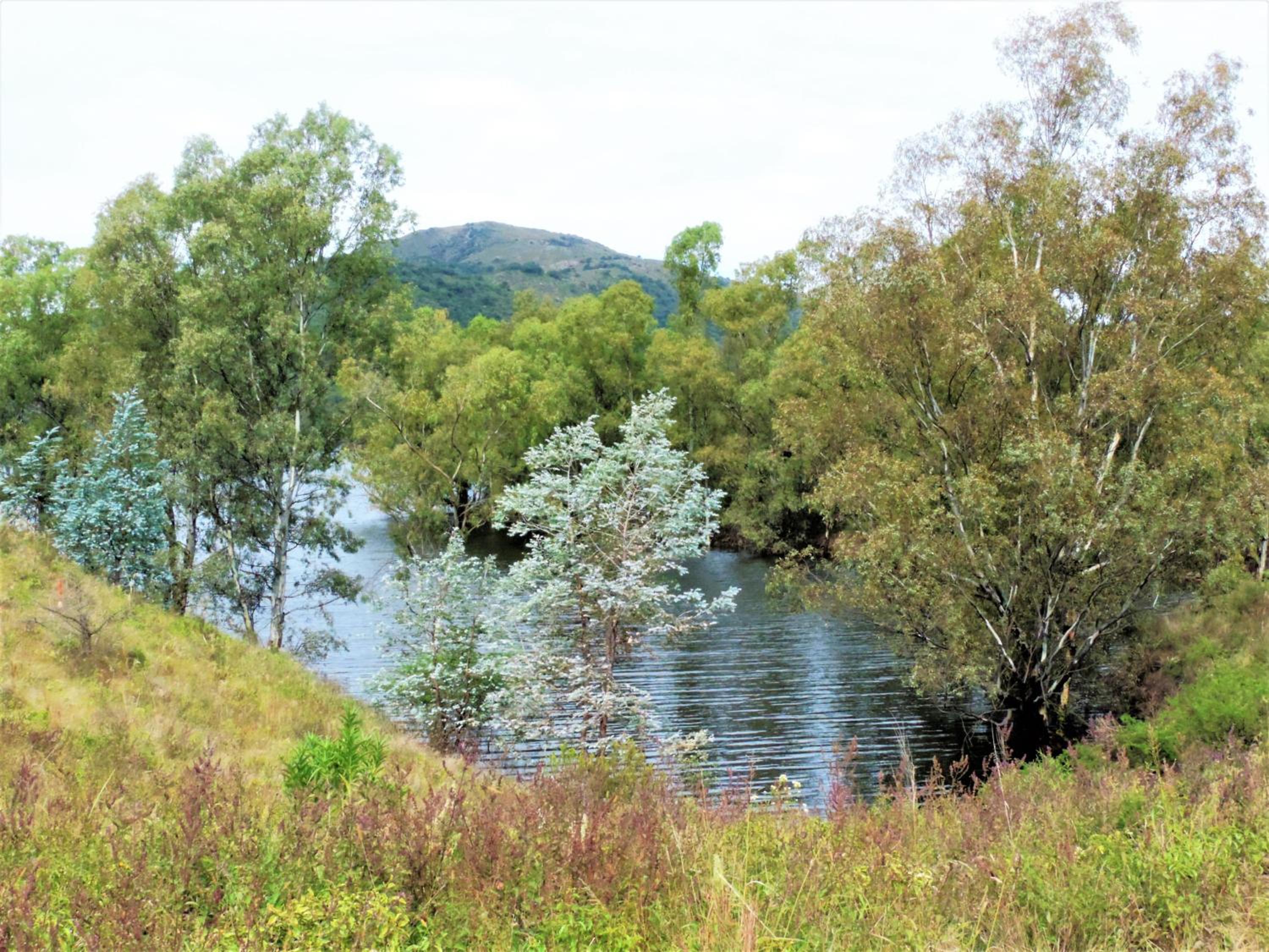 Peperina Lago Los Molinos