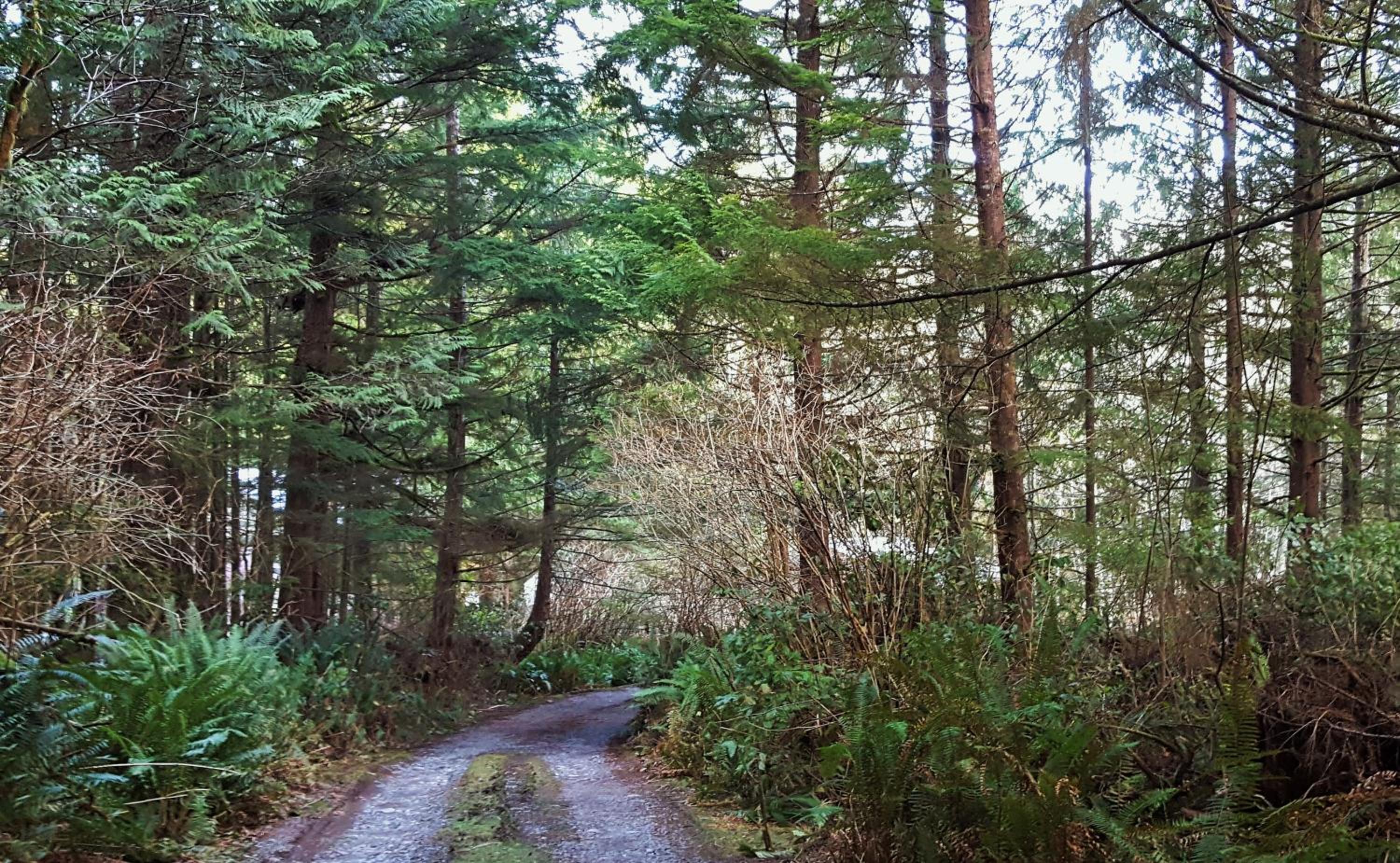 Evergreen Forest Cabins