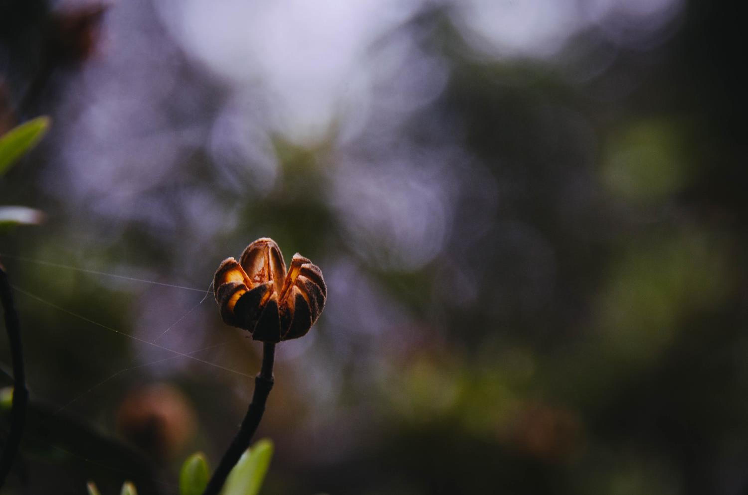 Quinta Alma - Ecological Retreat Farm, photo 100