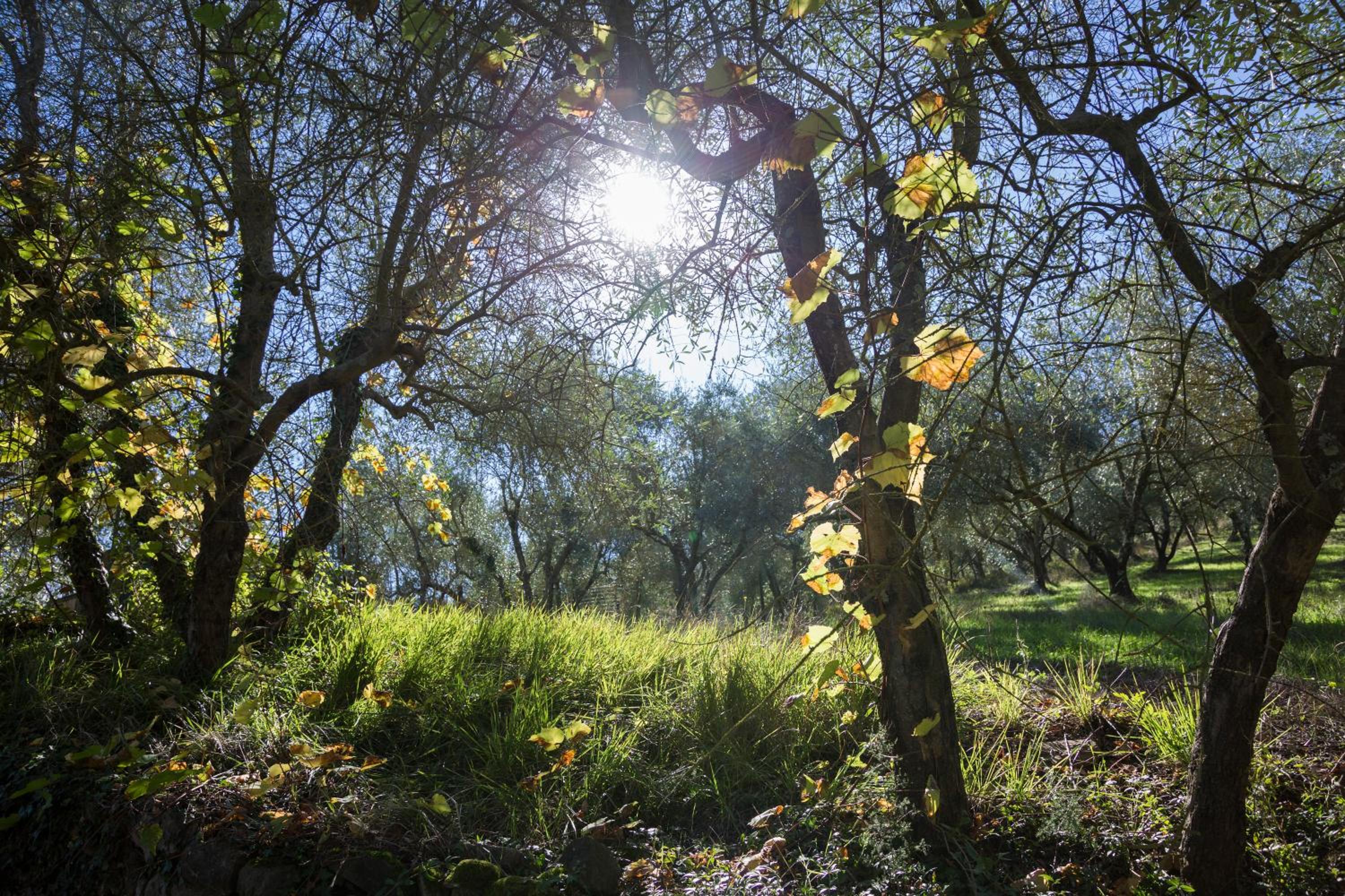 Fattoria Il Milione Agriturismo