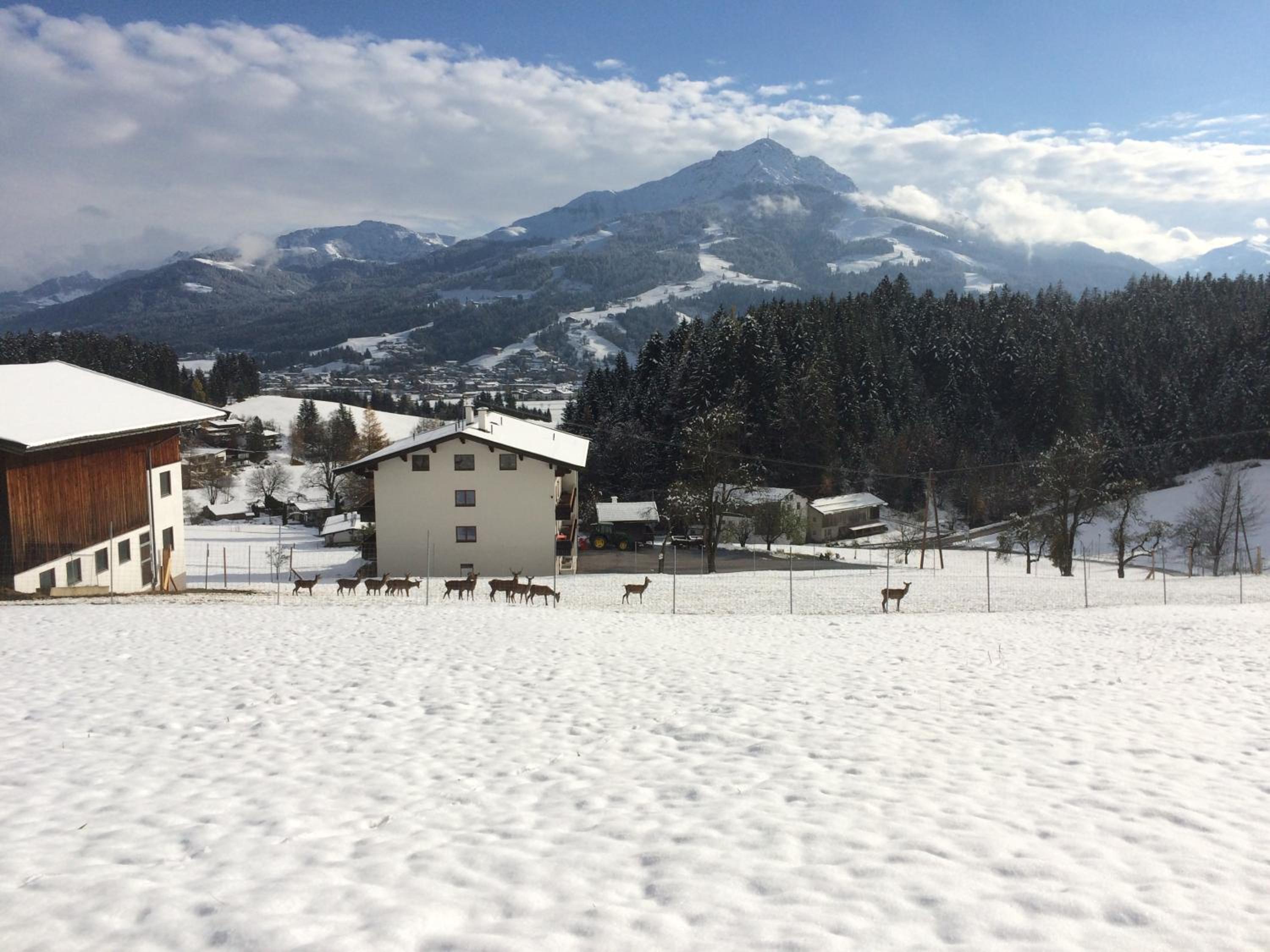 Berghof Haselsberger Appartements