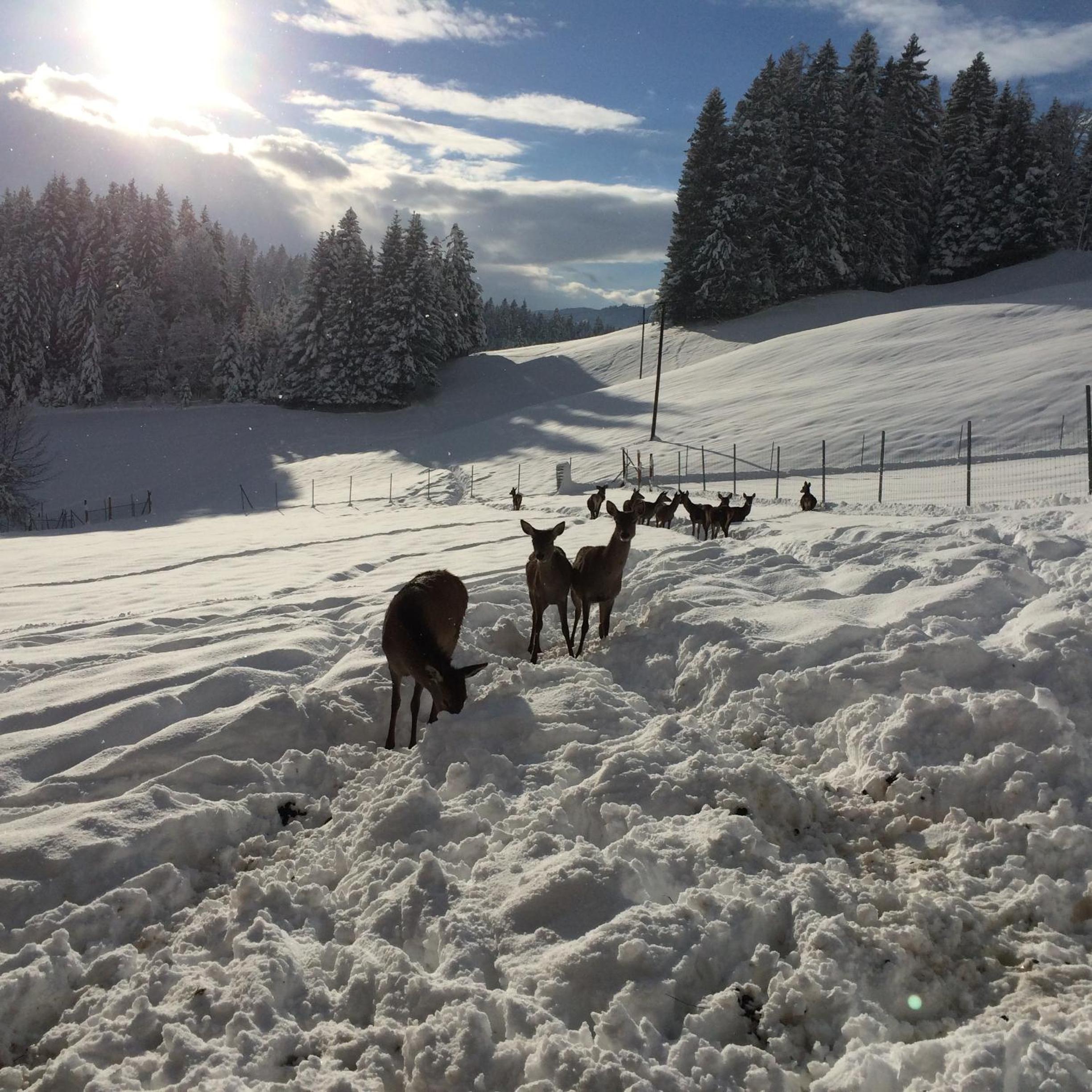 Berghof Haselsberger, photo 89