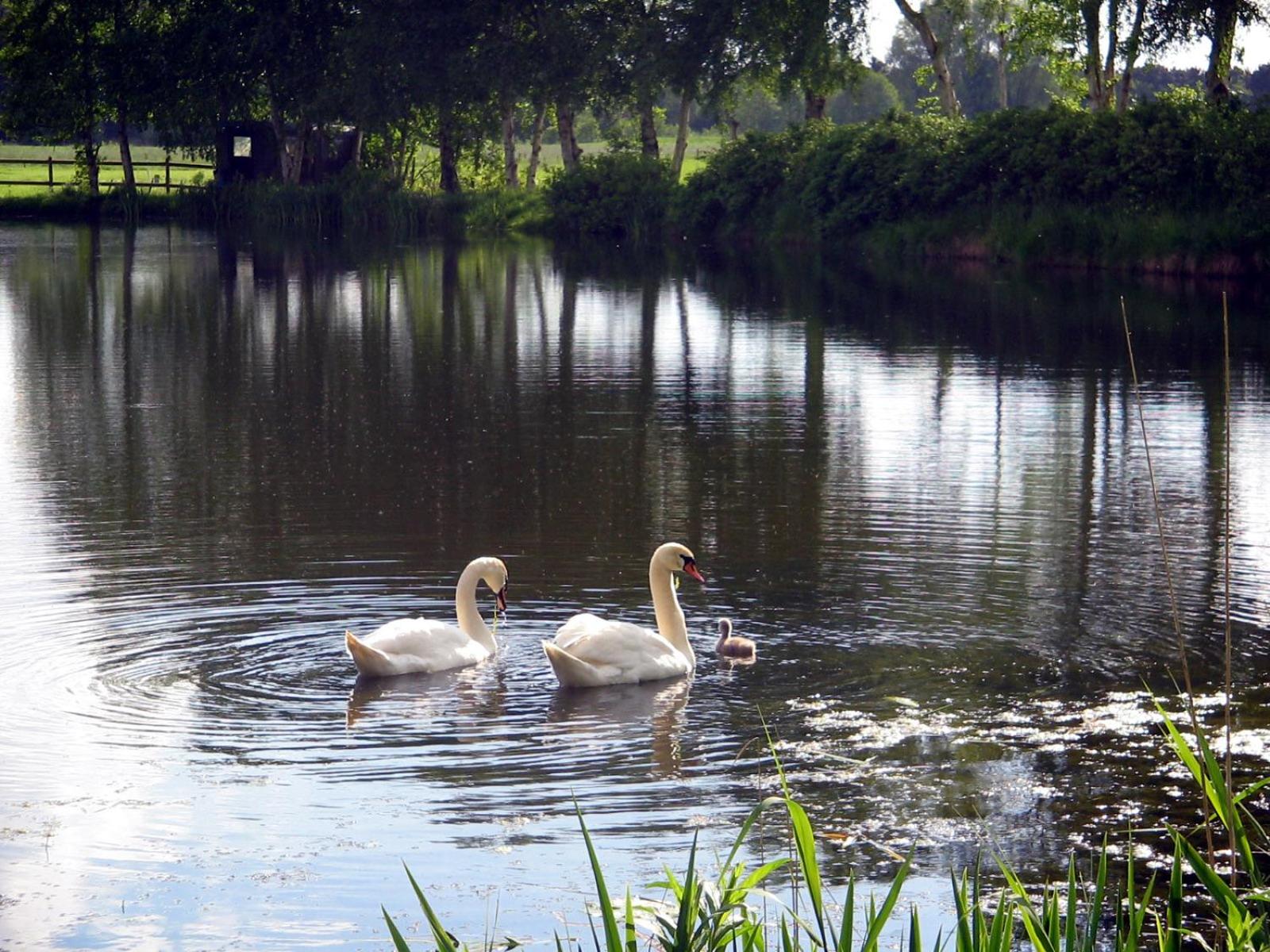 Pension am Birkensee