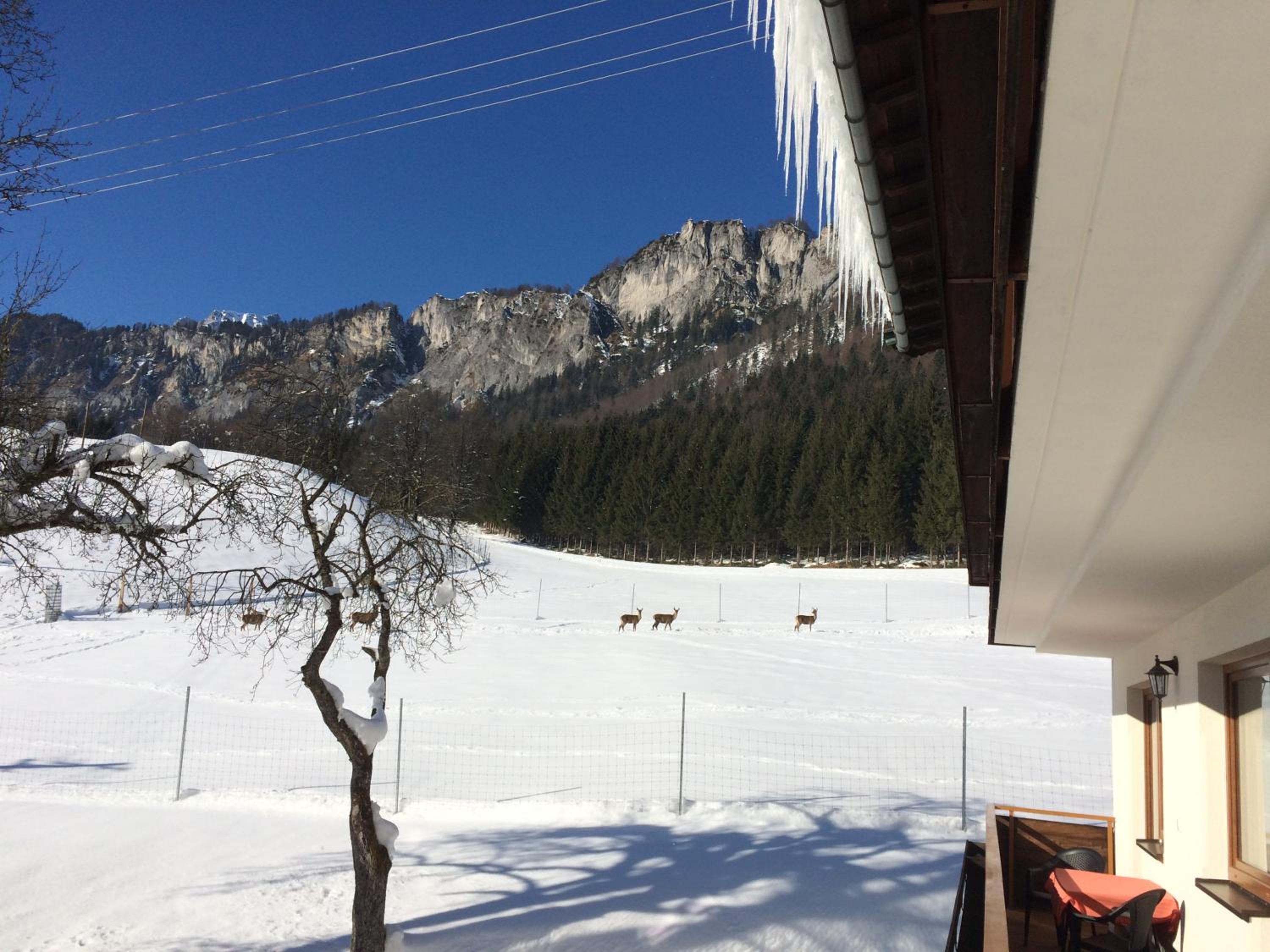 Berghof Haselsberger Appartements