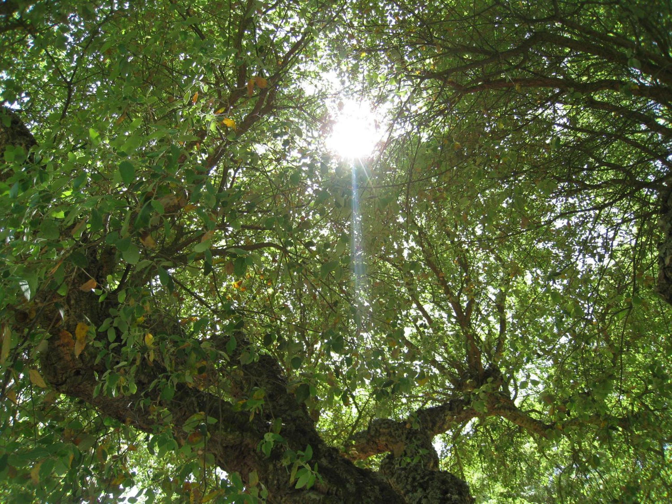 Monte das Faias Cork Farm Hotel