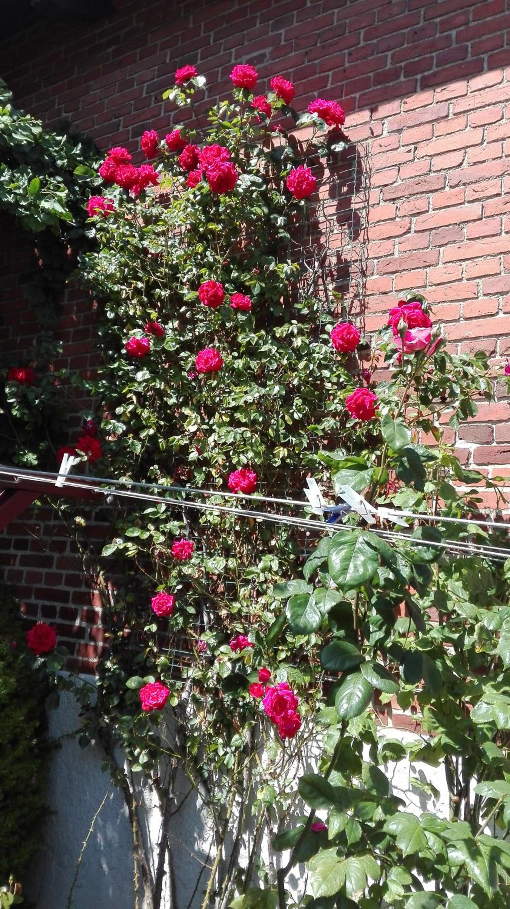 Photo 35