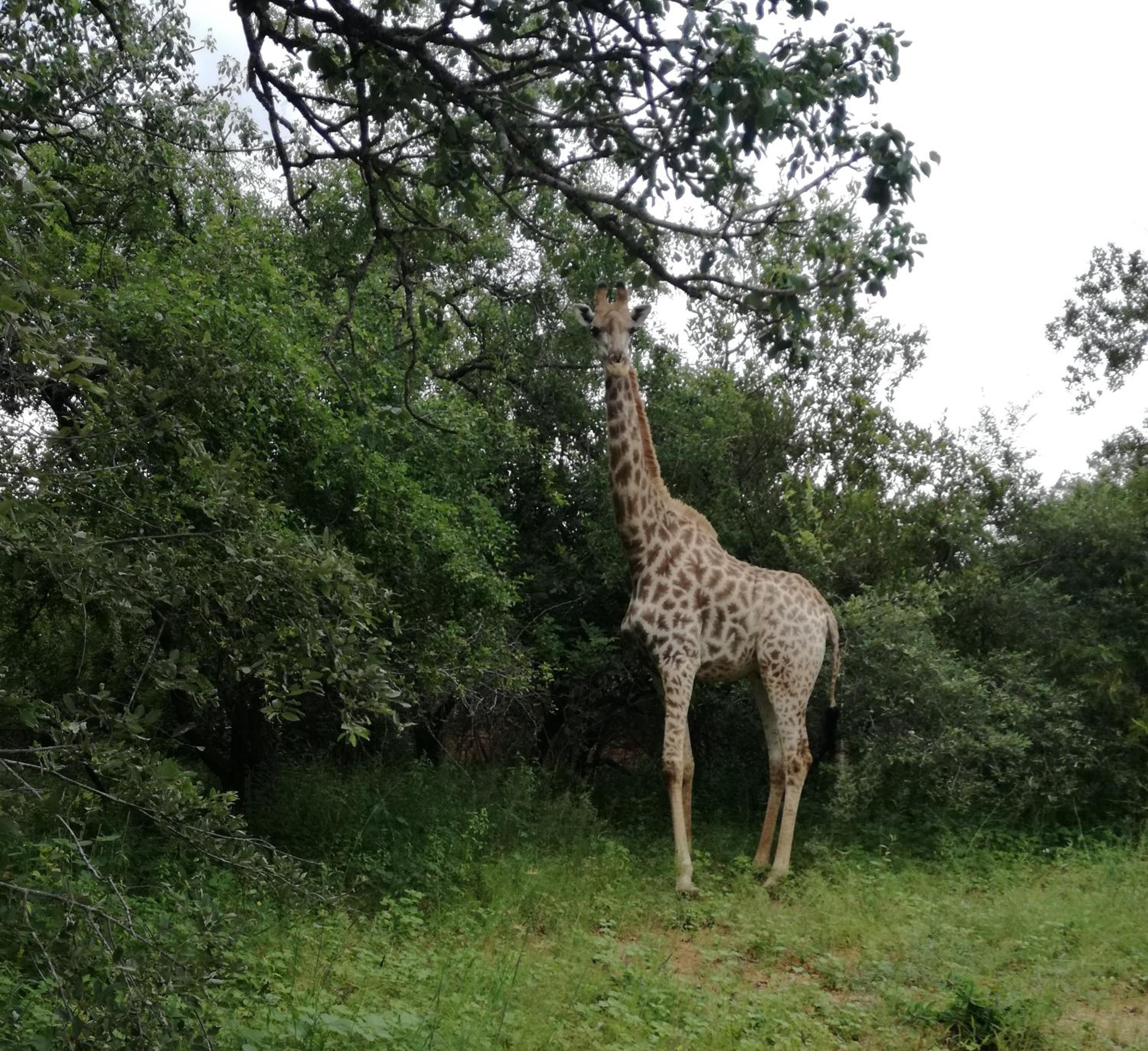 Roundhouse & Flathouse Marloth Park