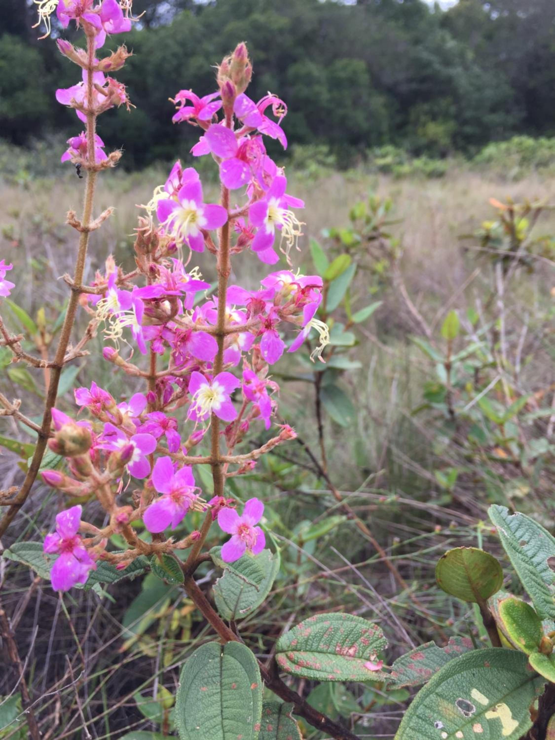 Pousada Jardim da Chapada