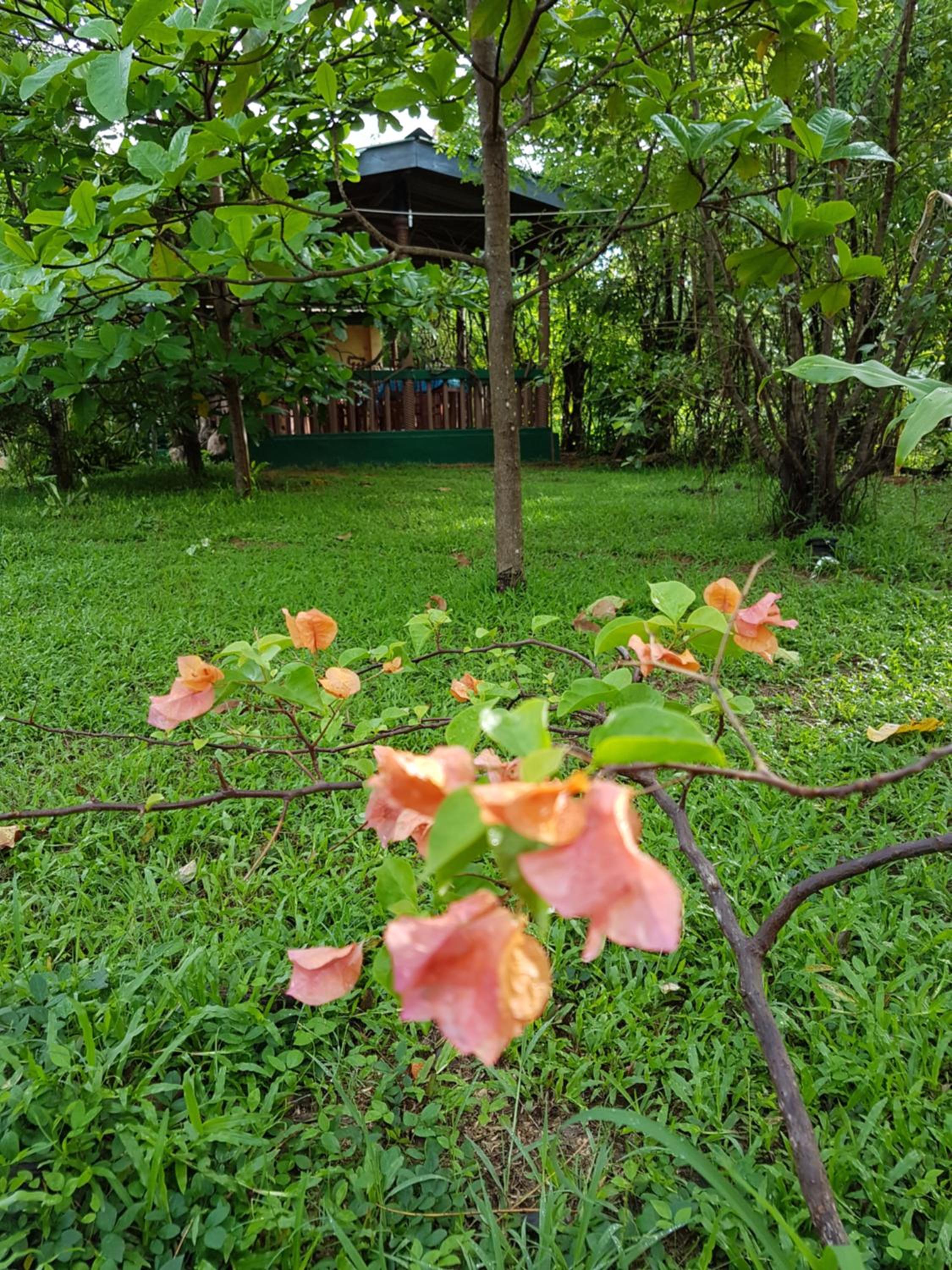 Sigiri Heritage Villa
