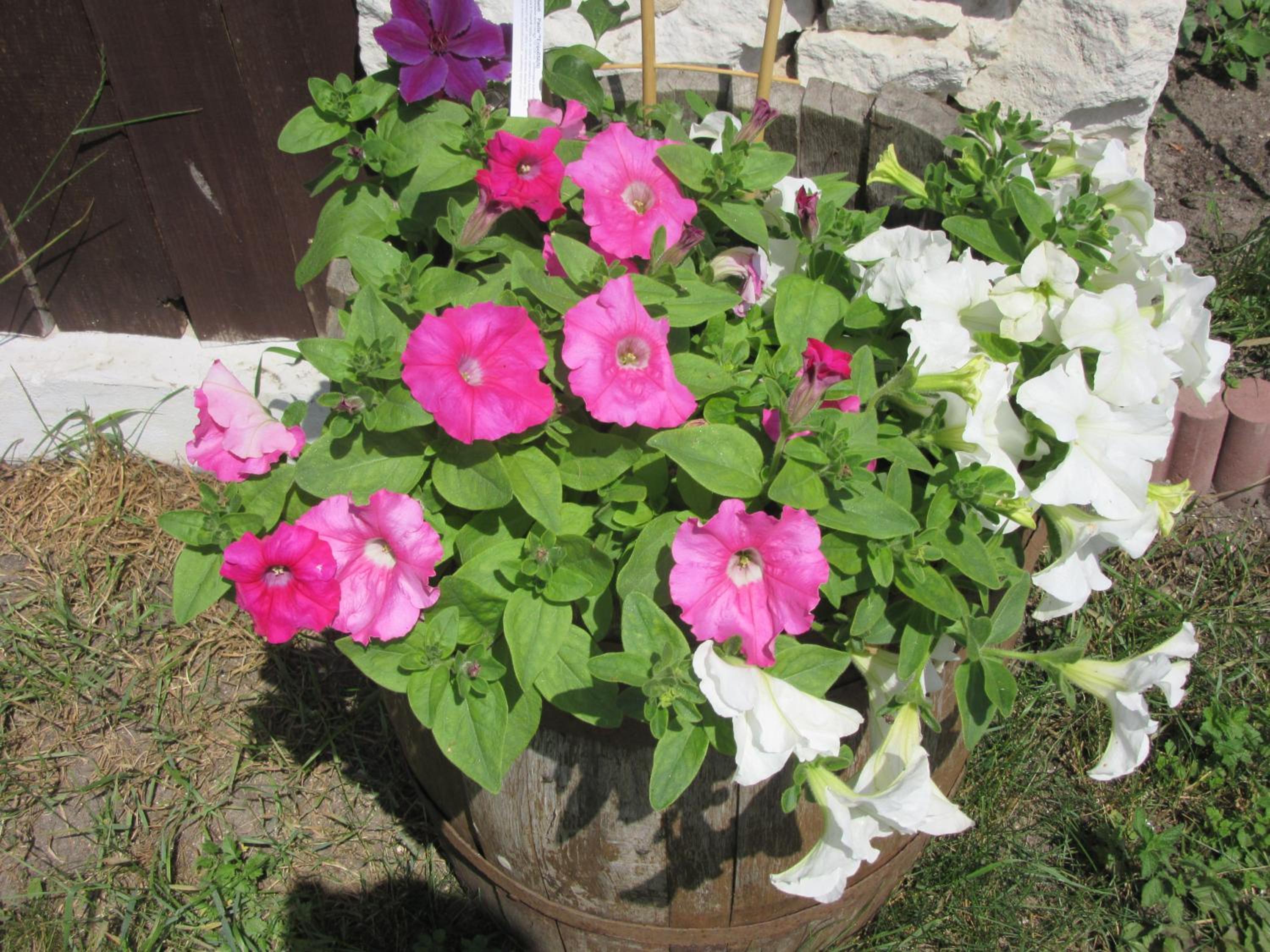 Photo 20