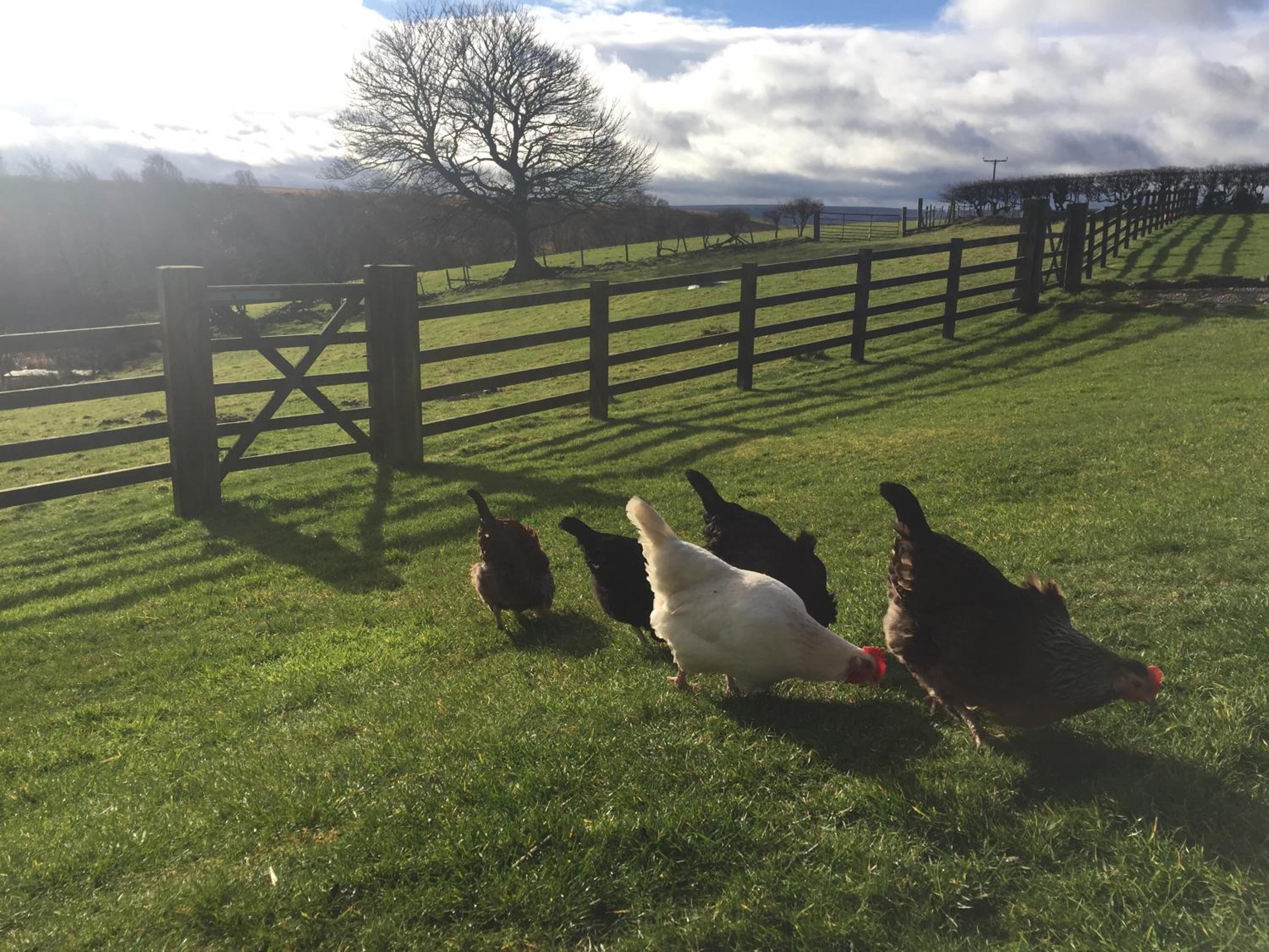 Folly Hall Farm