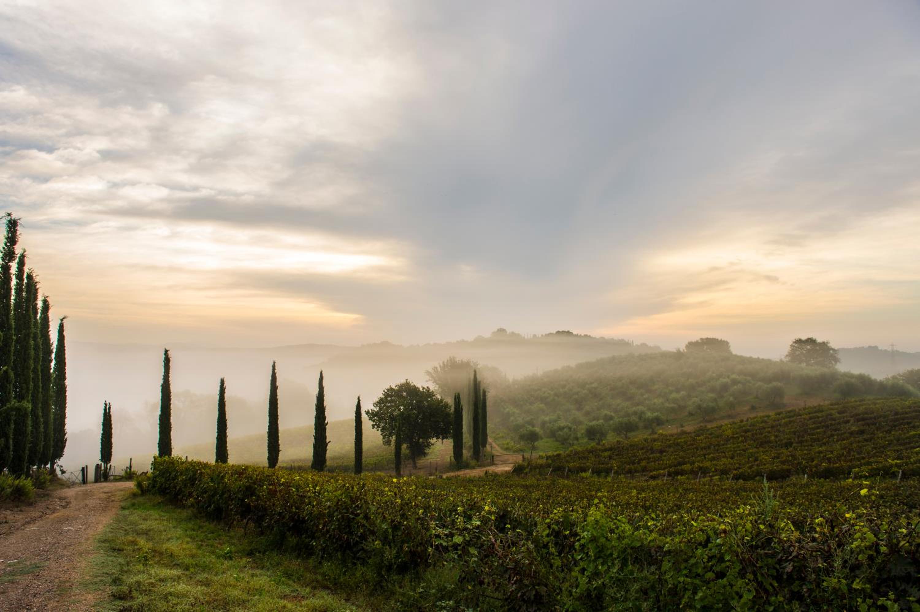 Tenuta La Tabaccaia