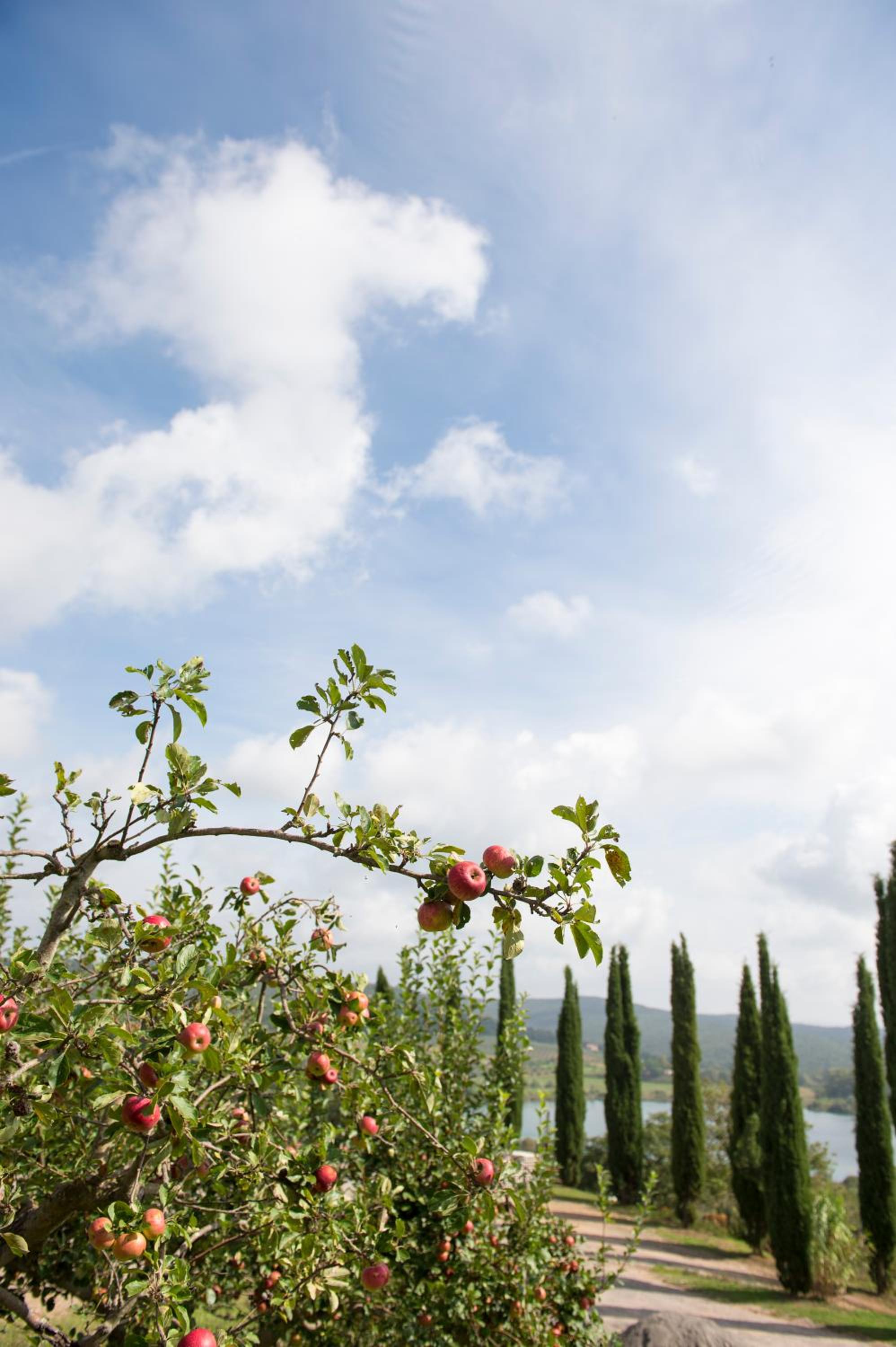 Tenuta La Tabaccaia