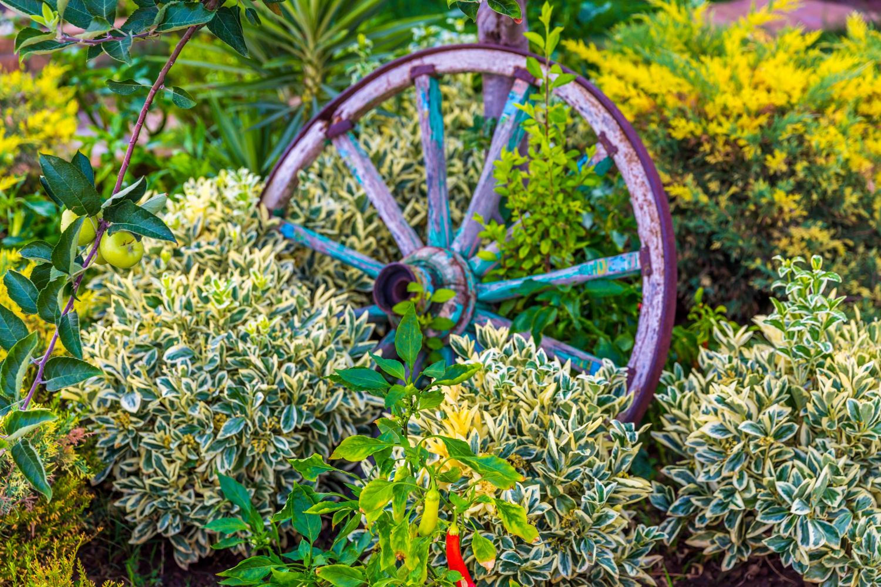 garden