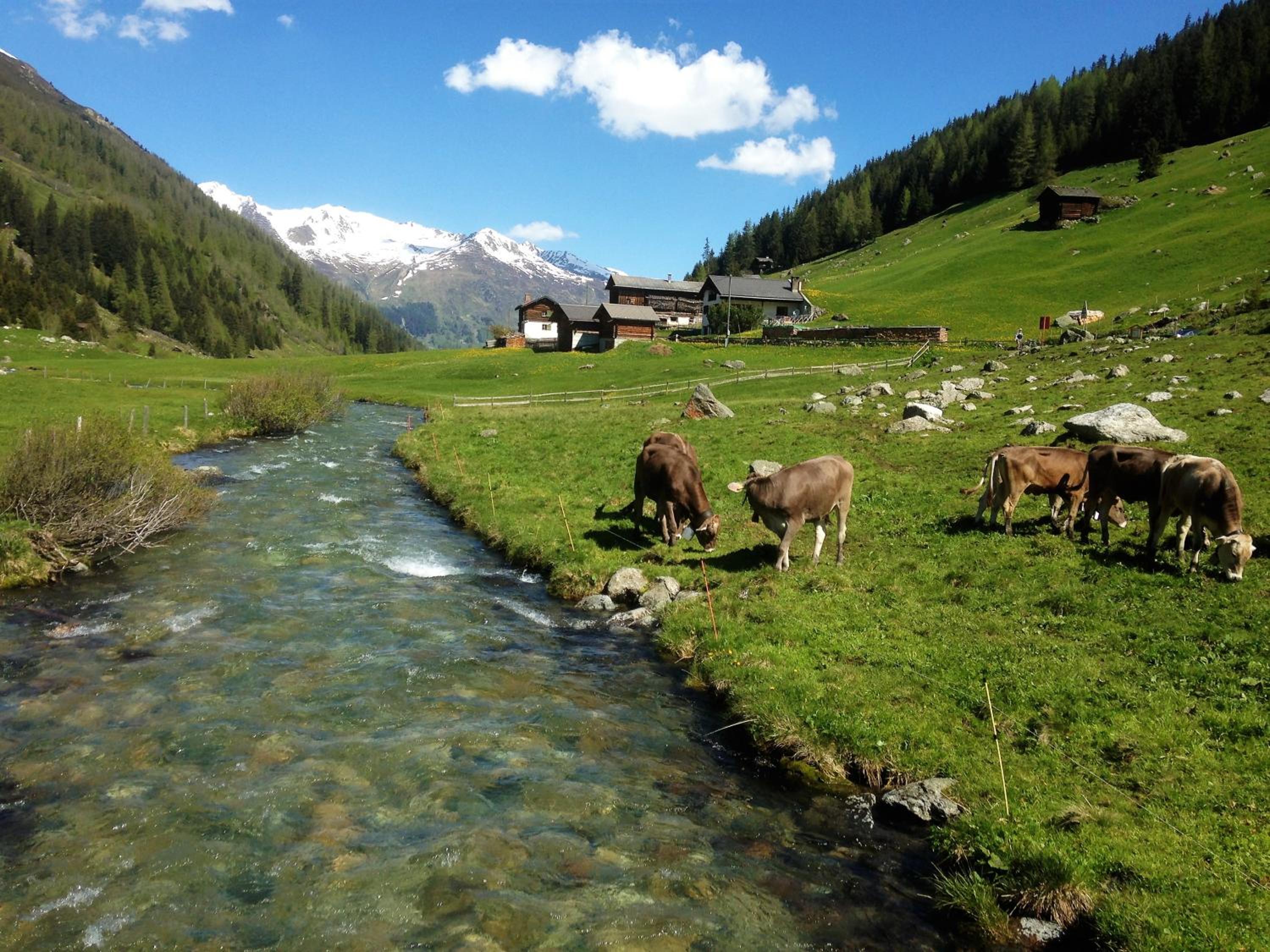 Shima-Davos