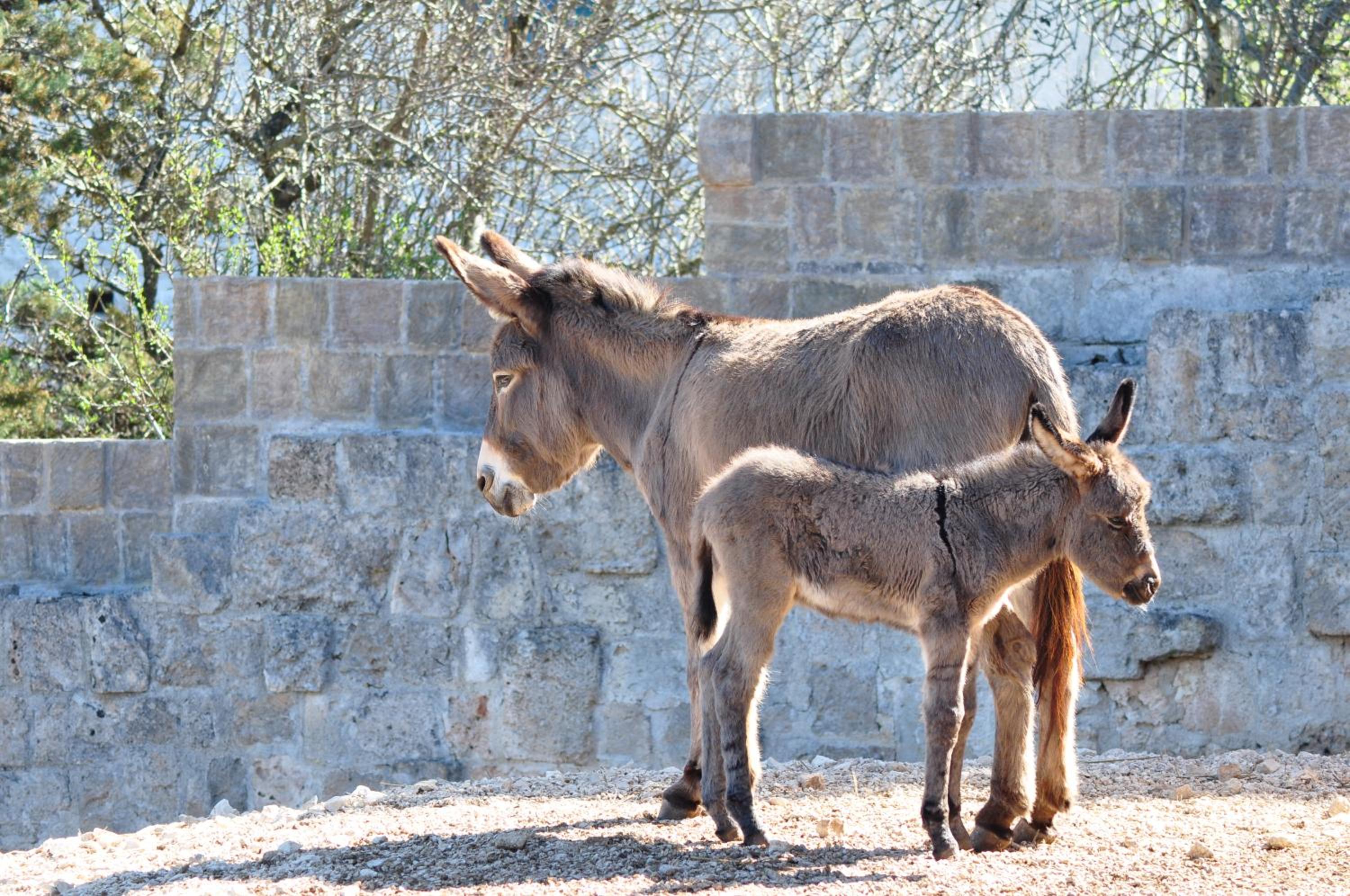Masseria Le Terrazze di Serranova
