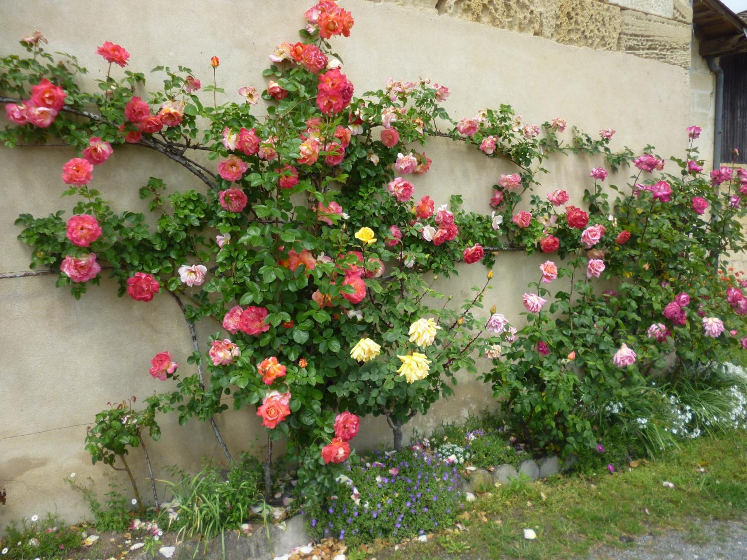 Le Clos des Rosiers