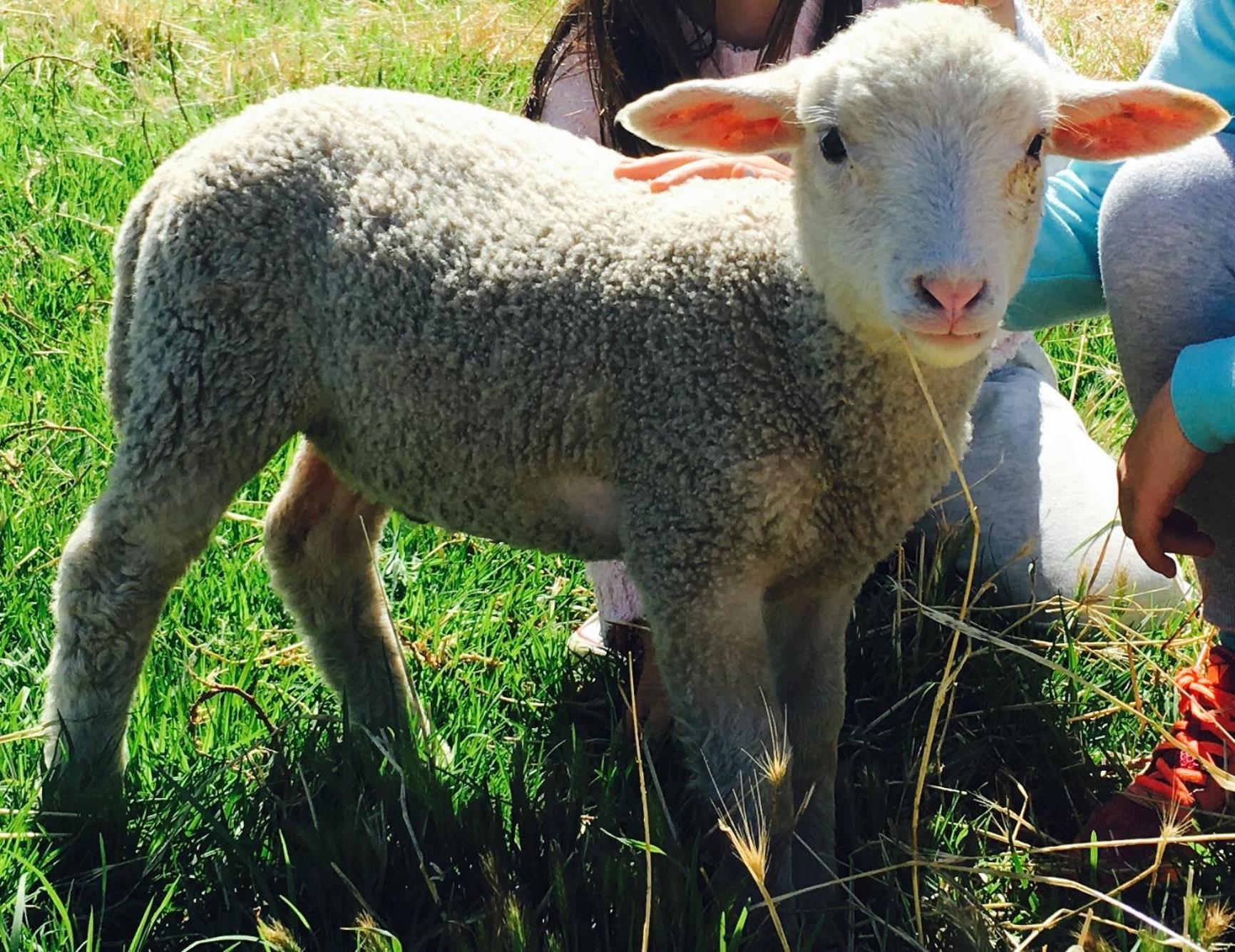Morella Farmstay