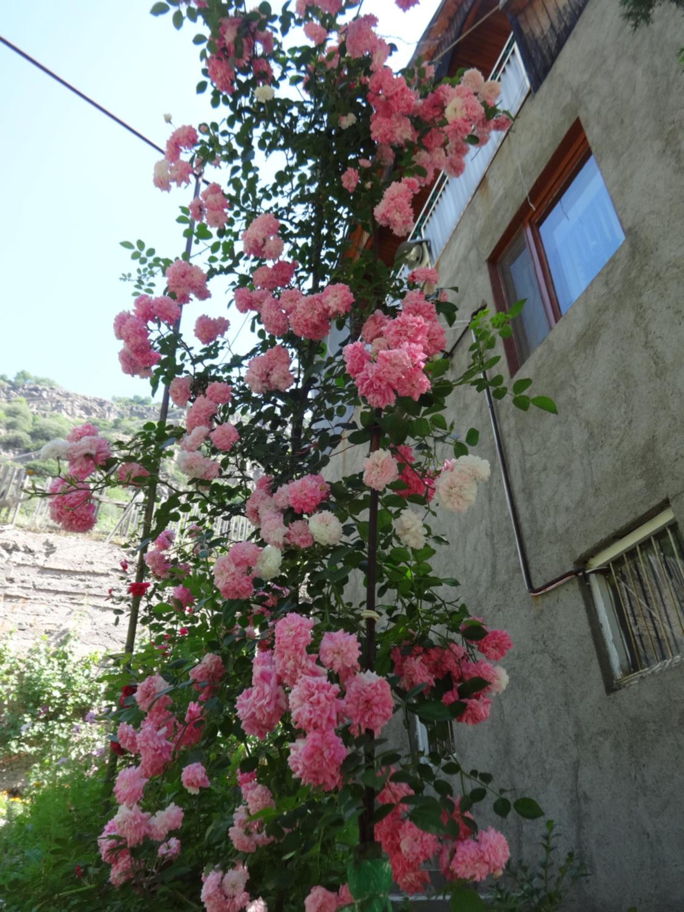 IRIS B&B in DEBED CANYON