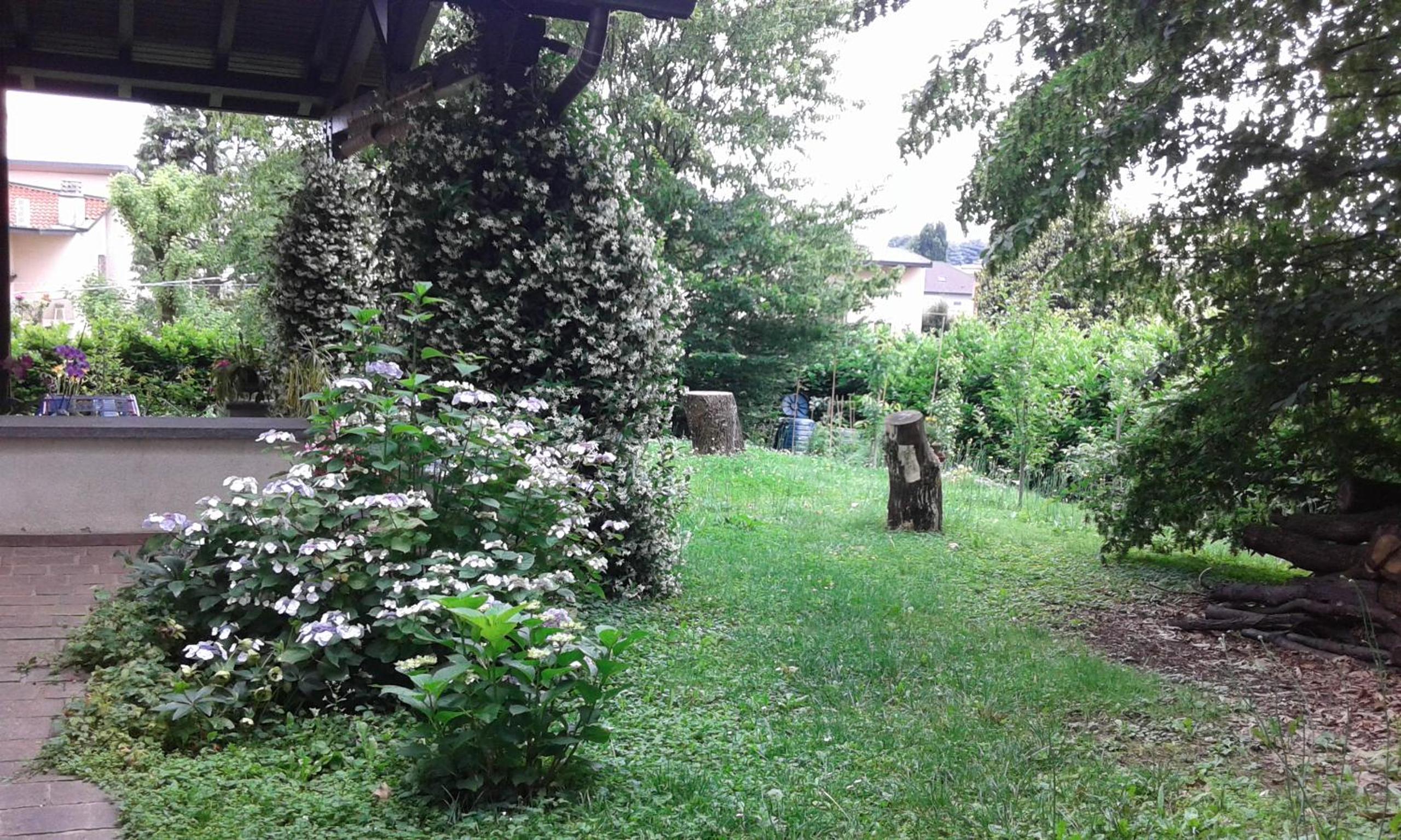 Elleboro, photo 17