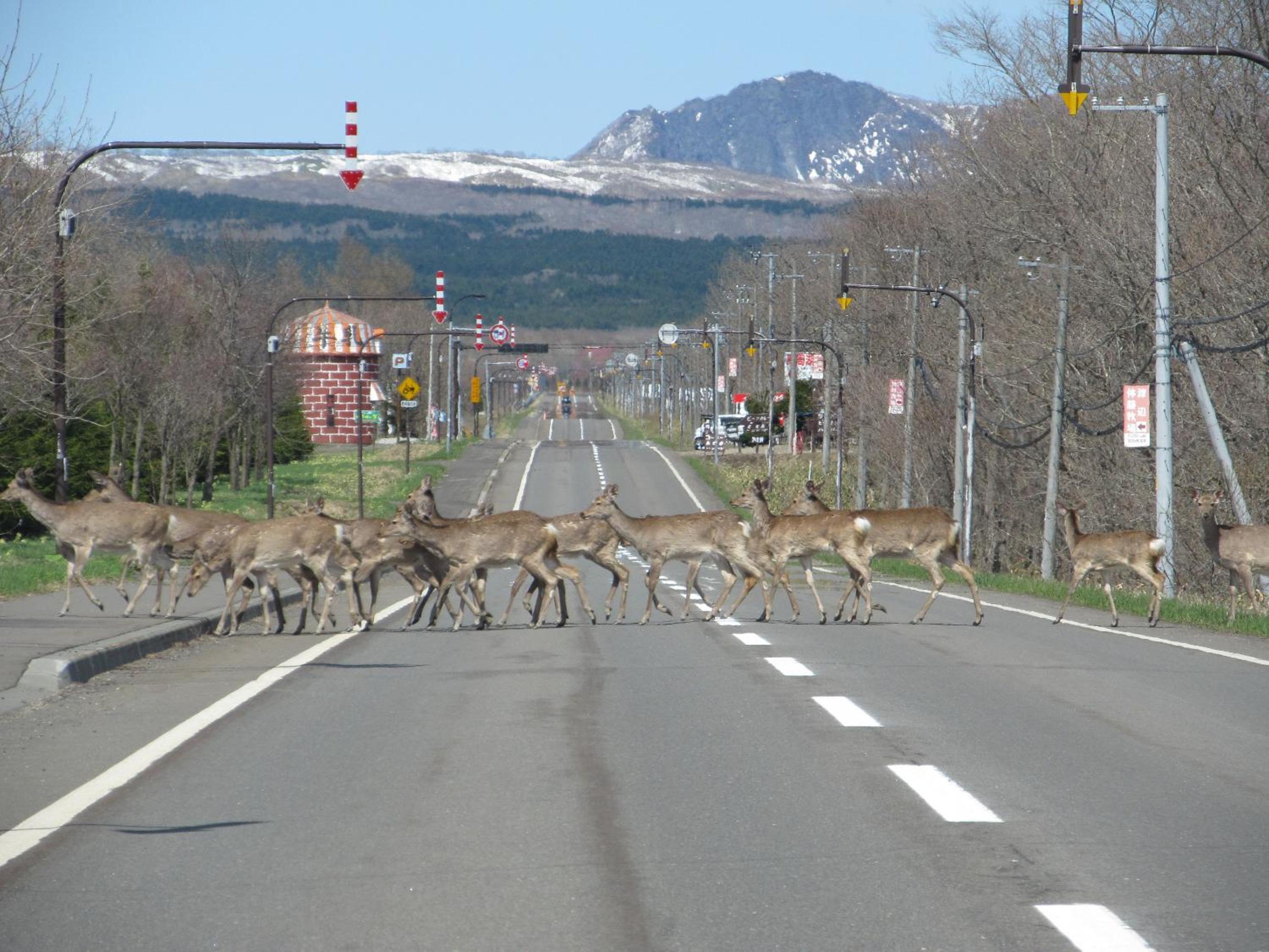 Hokkaido guesthouses Asanebou view 2