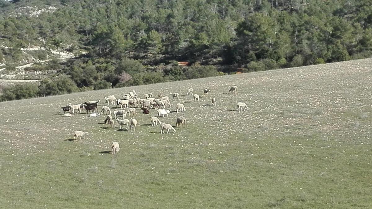 Casa Rural Masía Barbera view 3