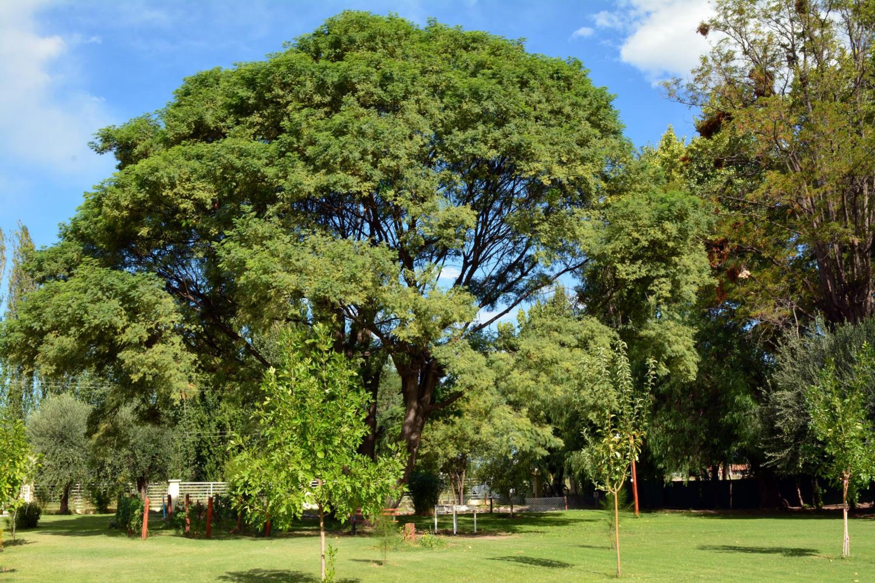 Ayres de Cuyo
