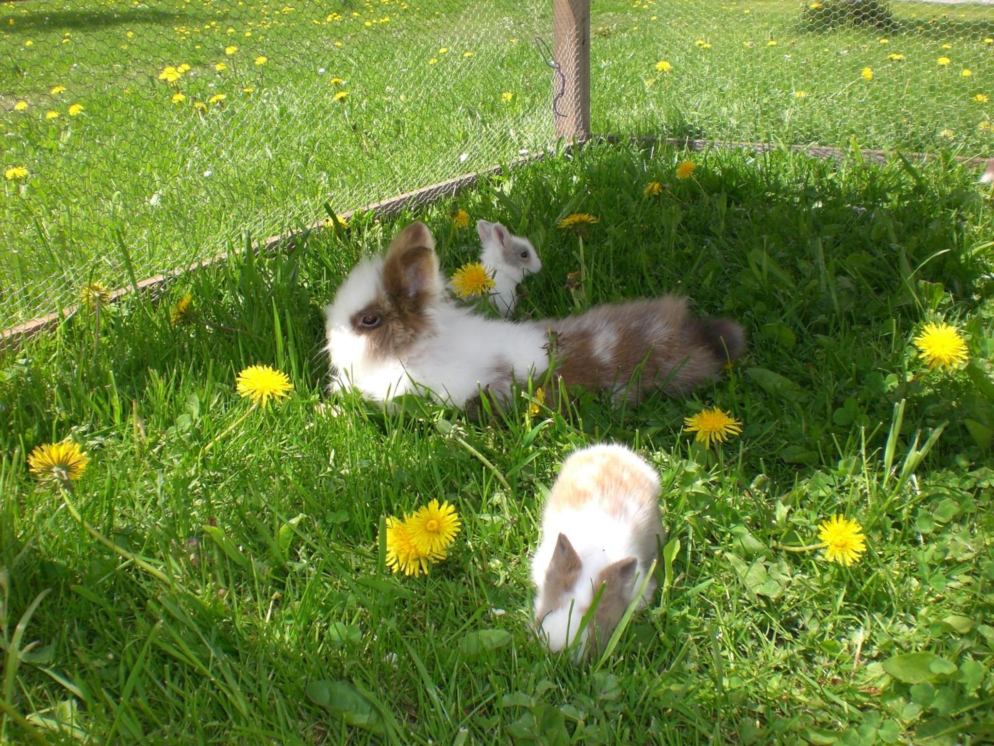 Biberhof